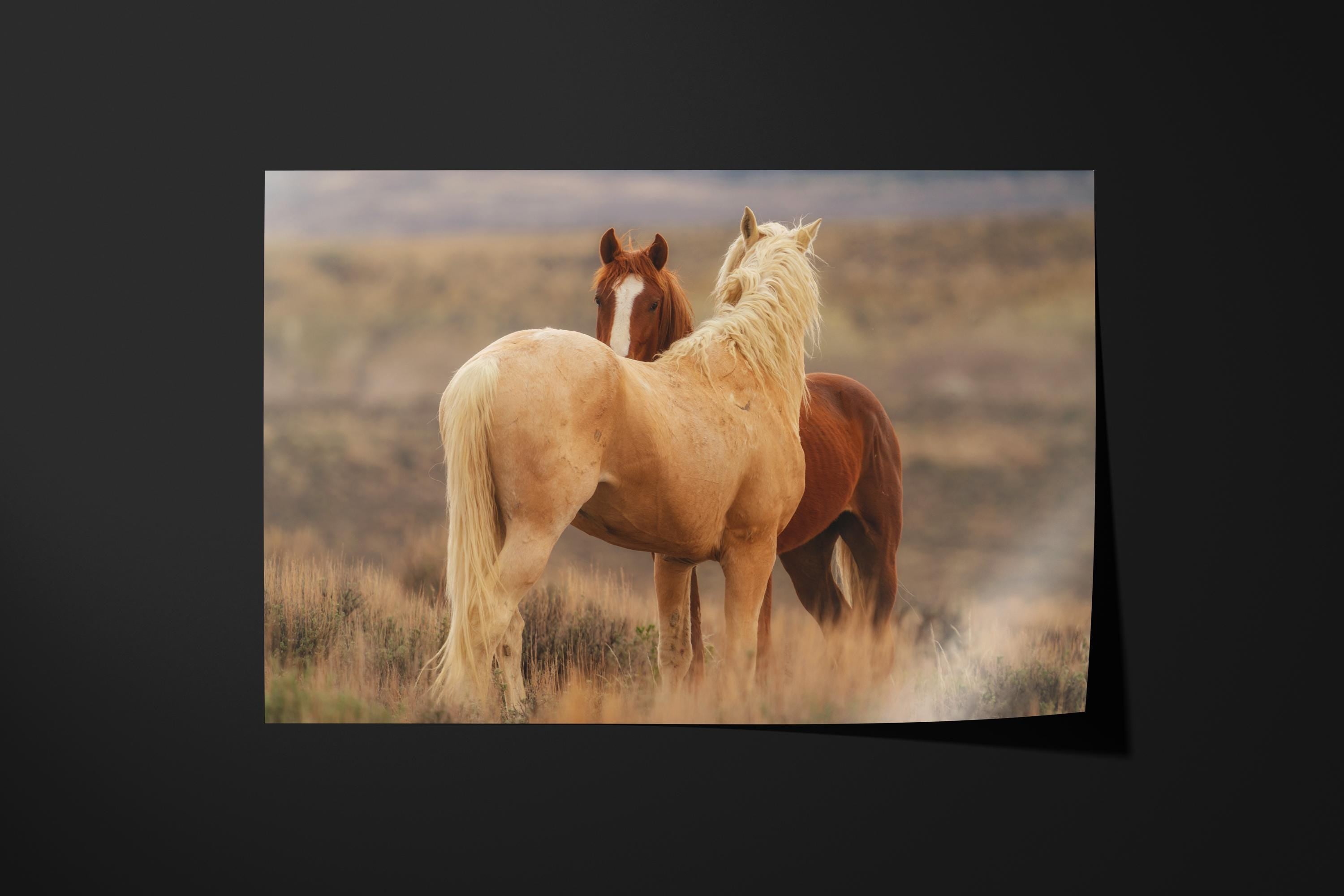 Wild Mustang Companions