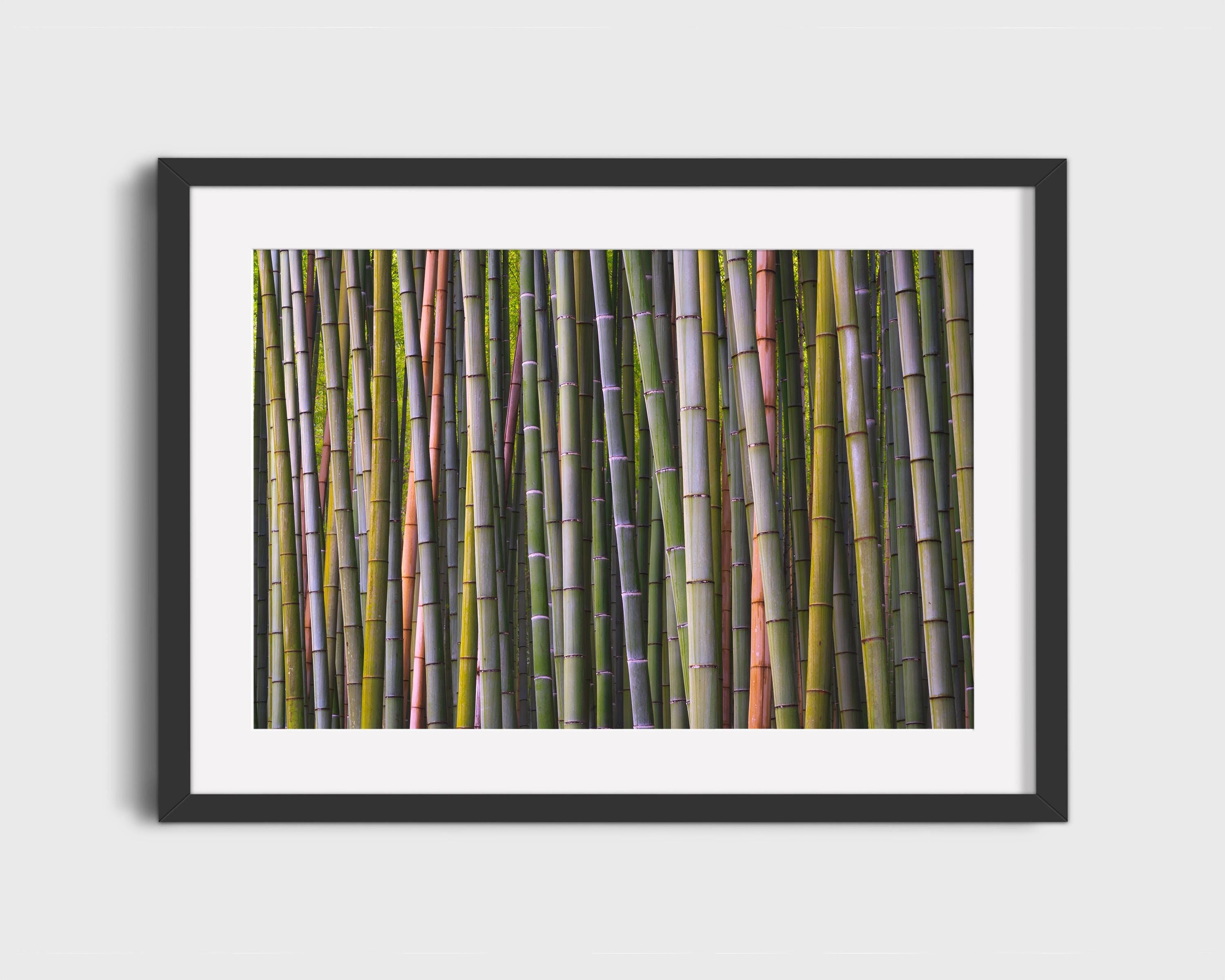 Bamboo Grove
