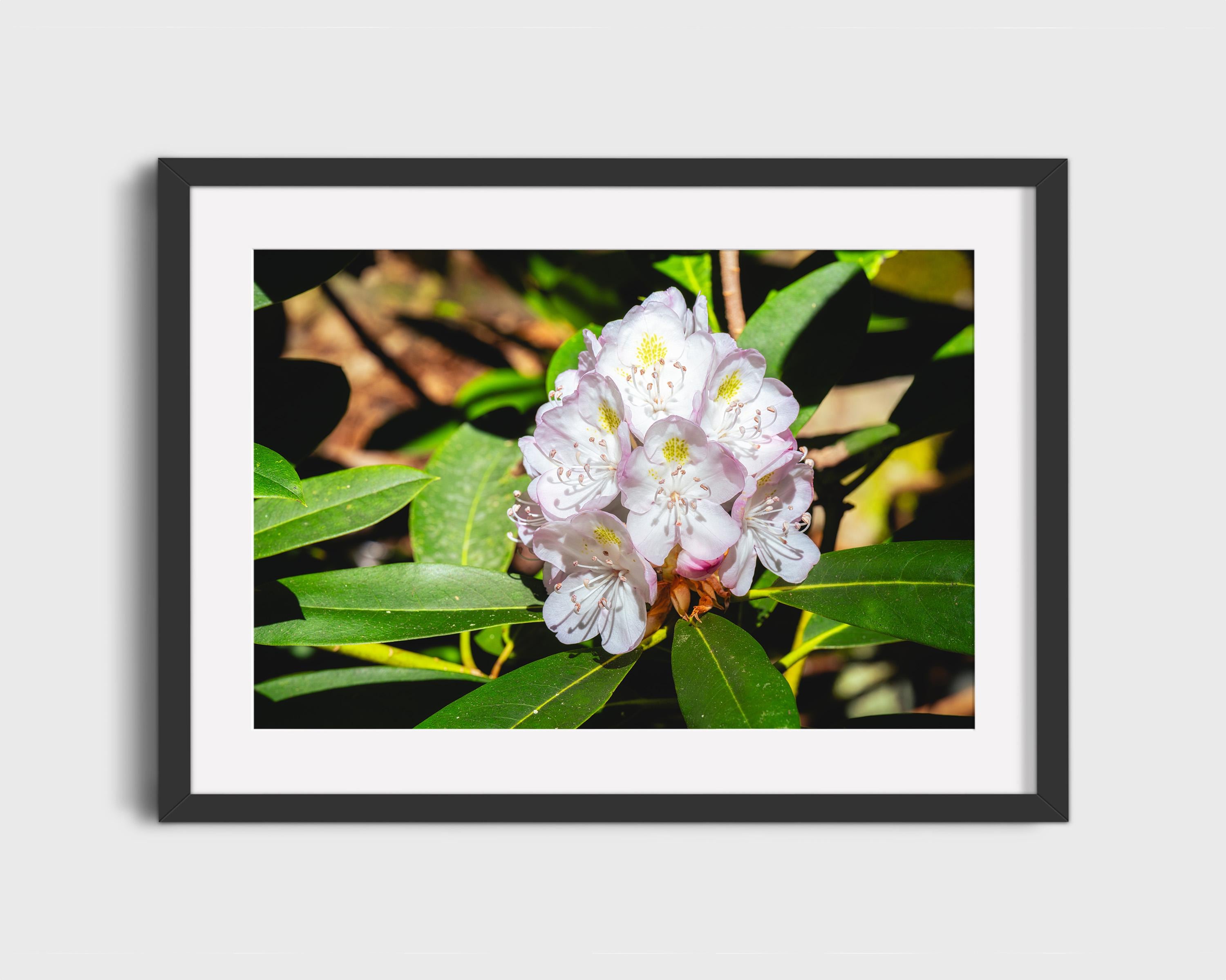 Rhododendron Blossom