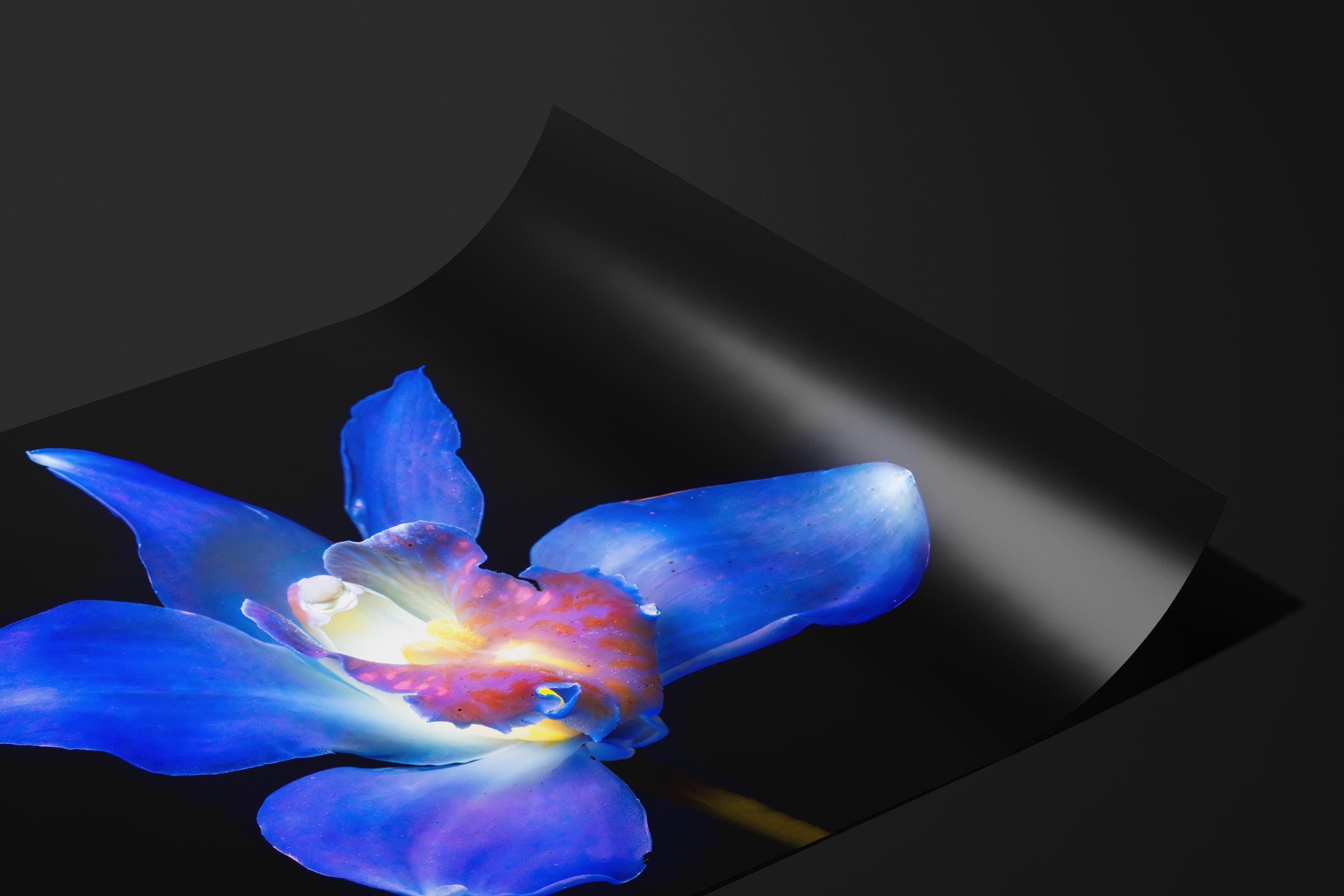 Blue Orchid
