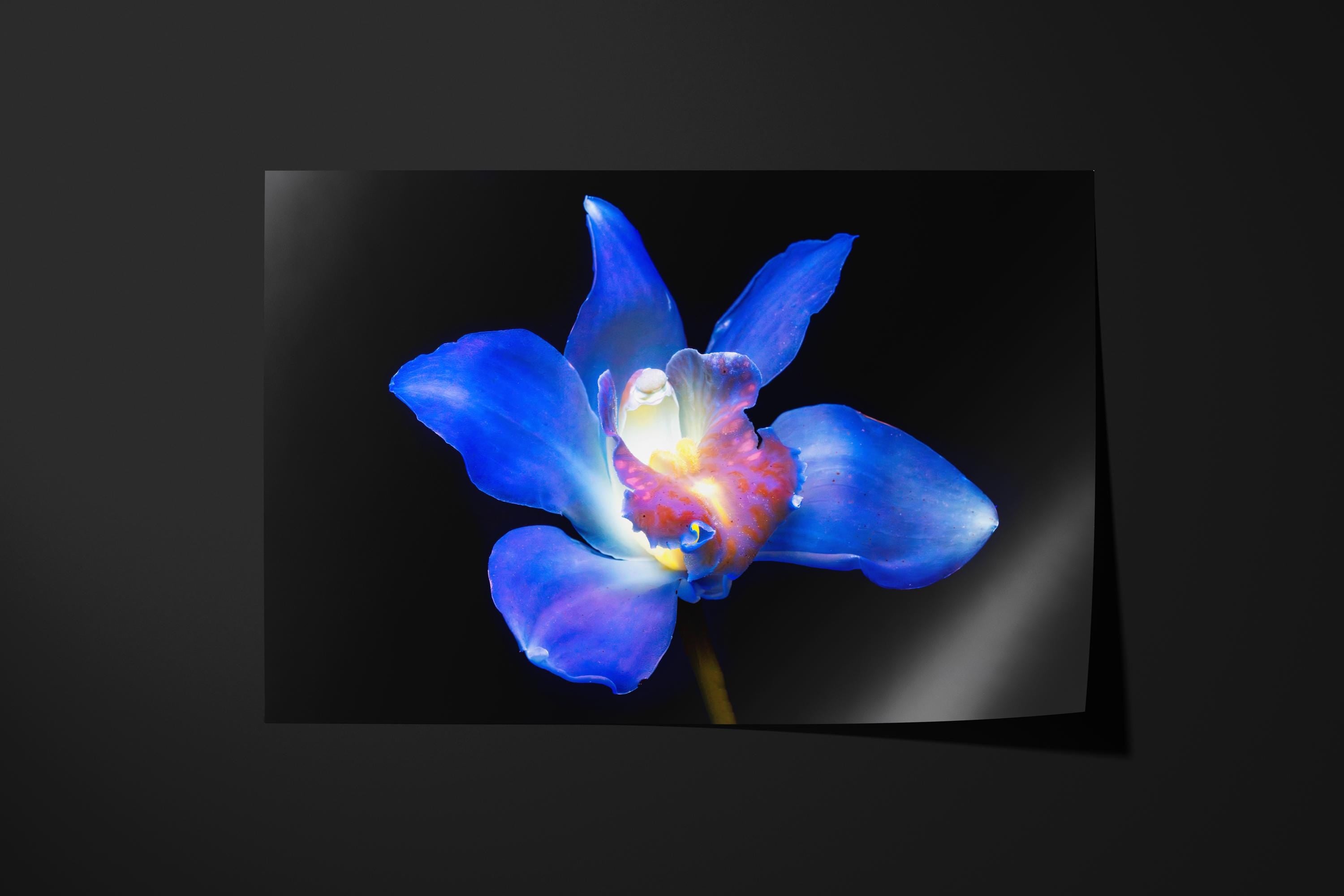 Blue Orchid