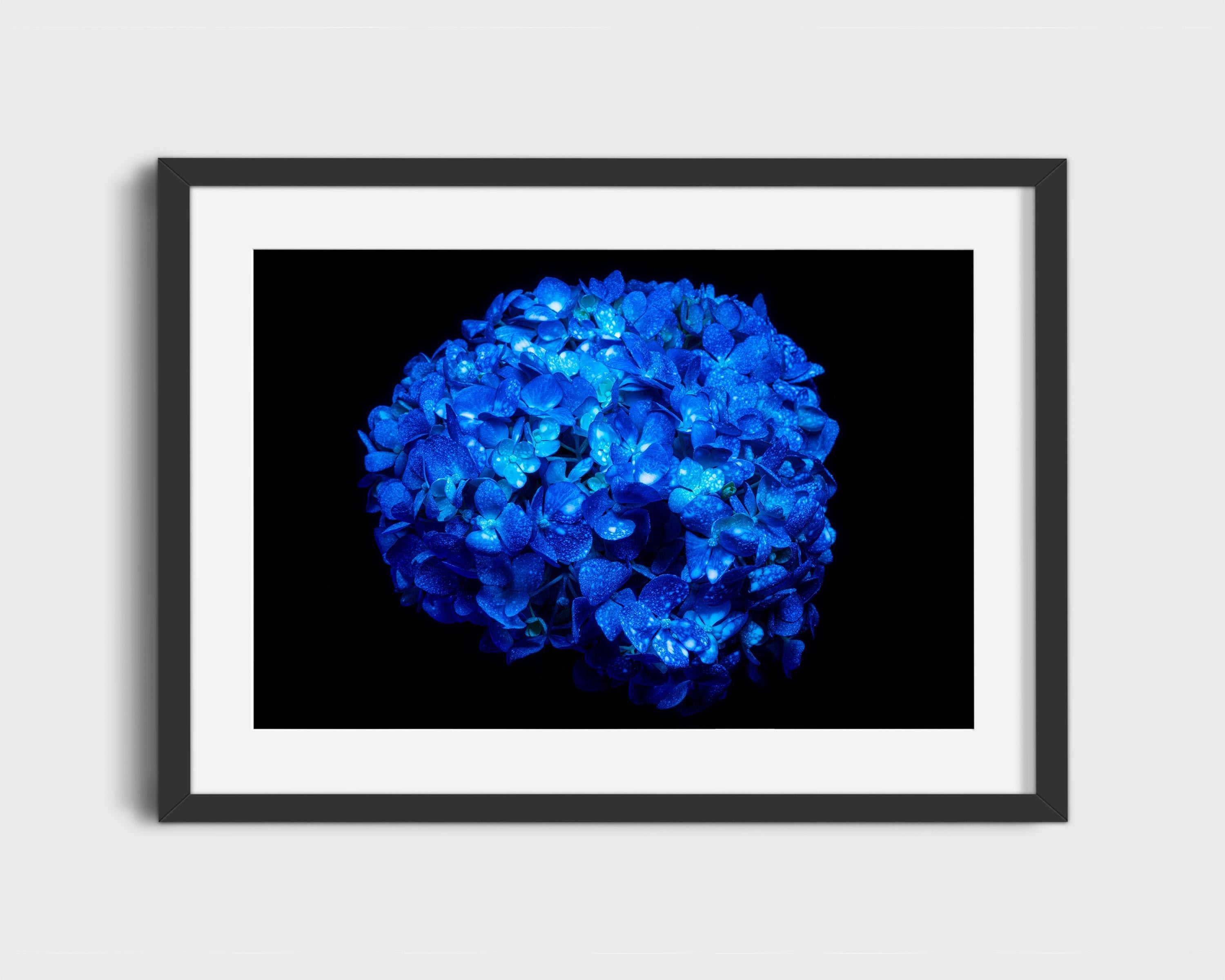 Electric Blue Hydrangea