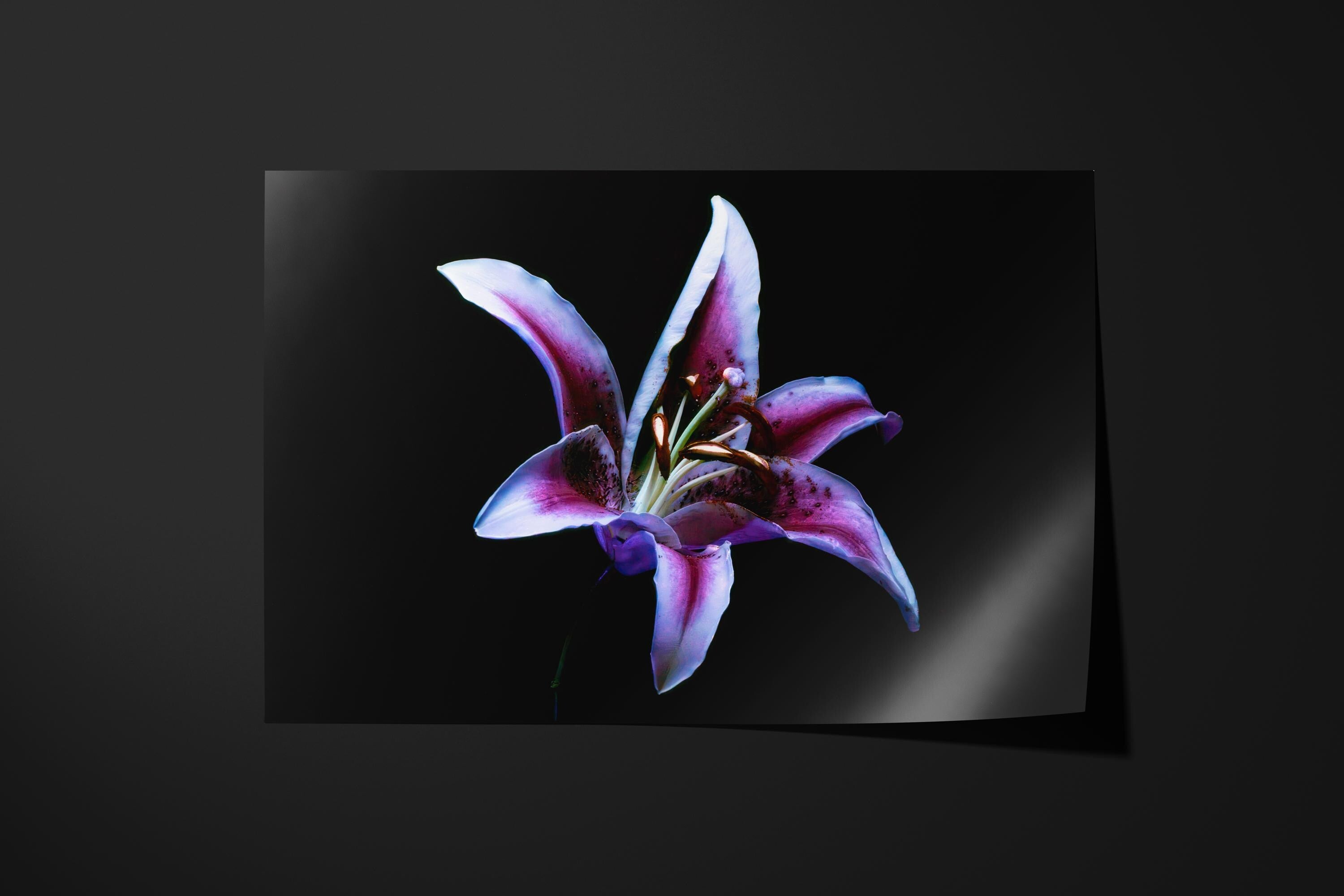 Purple Lily Under UV Light