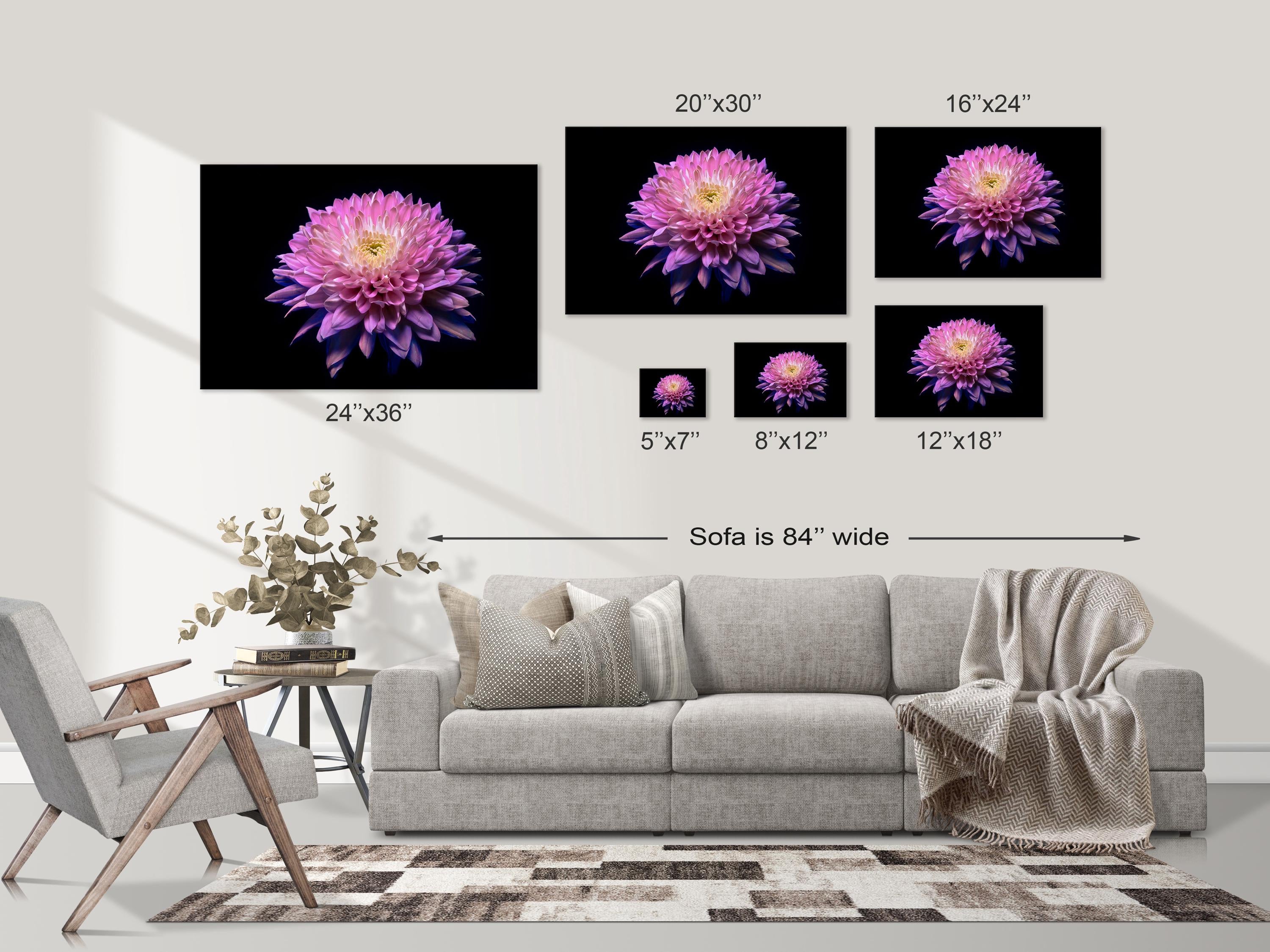 Pink Chrysanthemum Glow