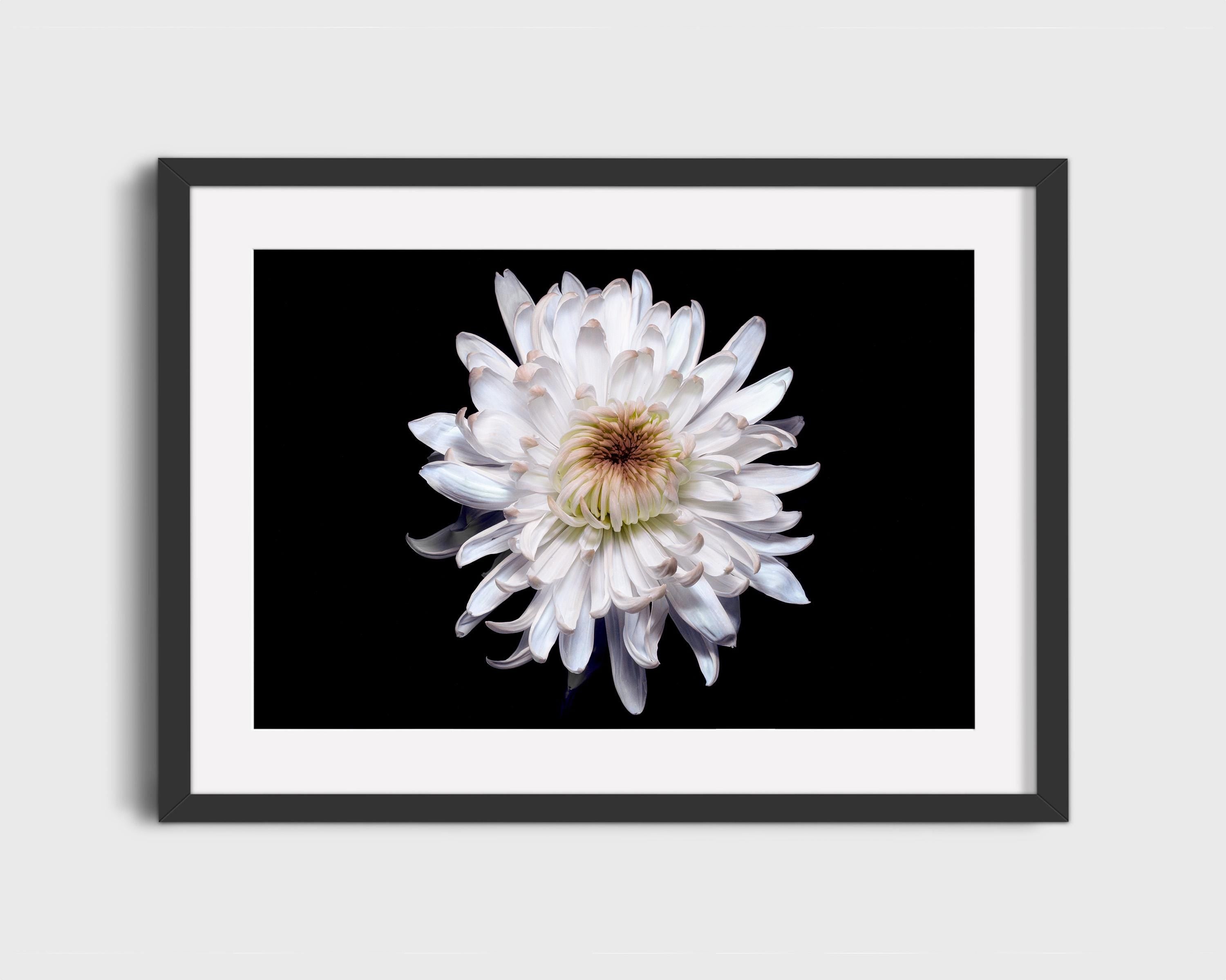 White Chrysanthemum