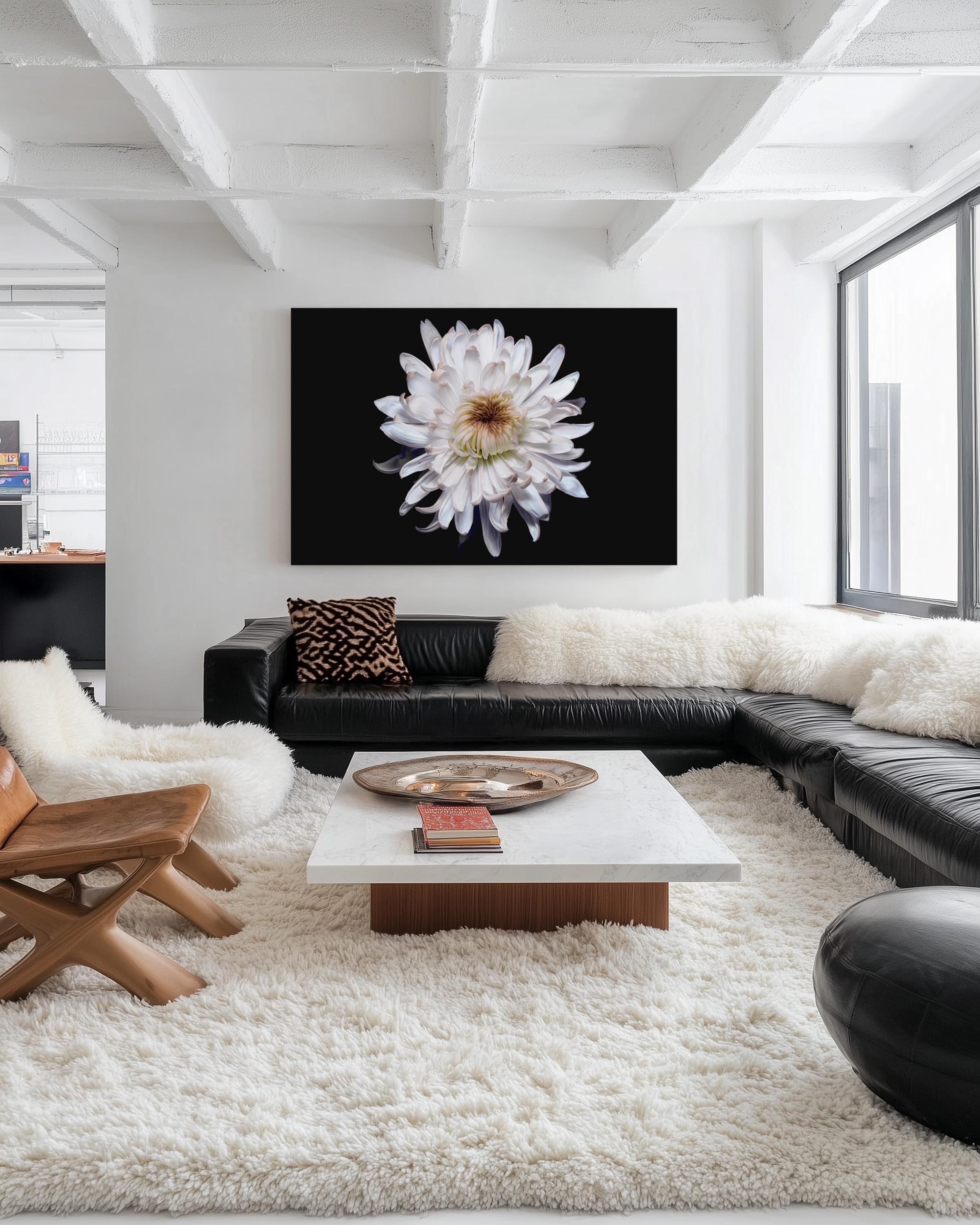 White Chrysanthemum