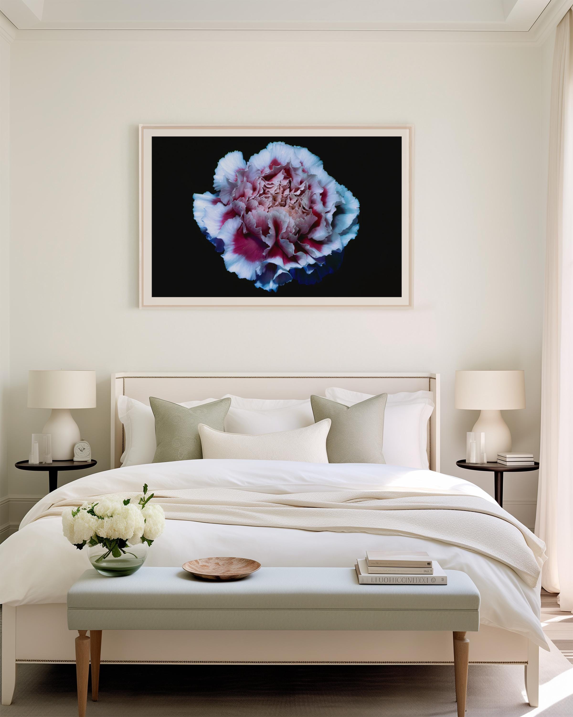 UV Pink and White Carnation