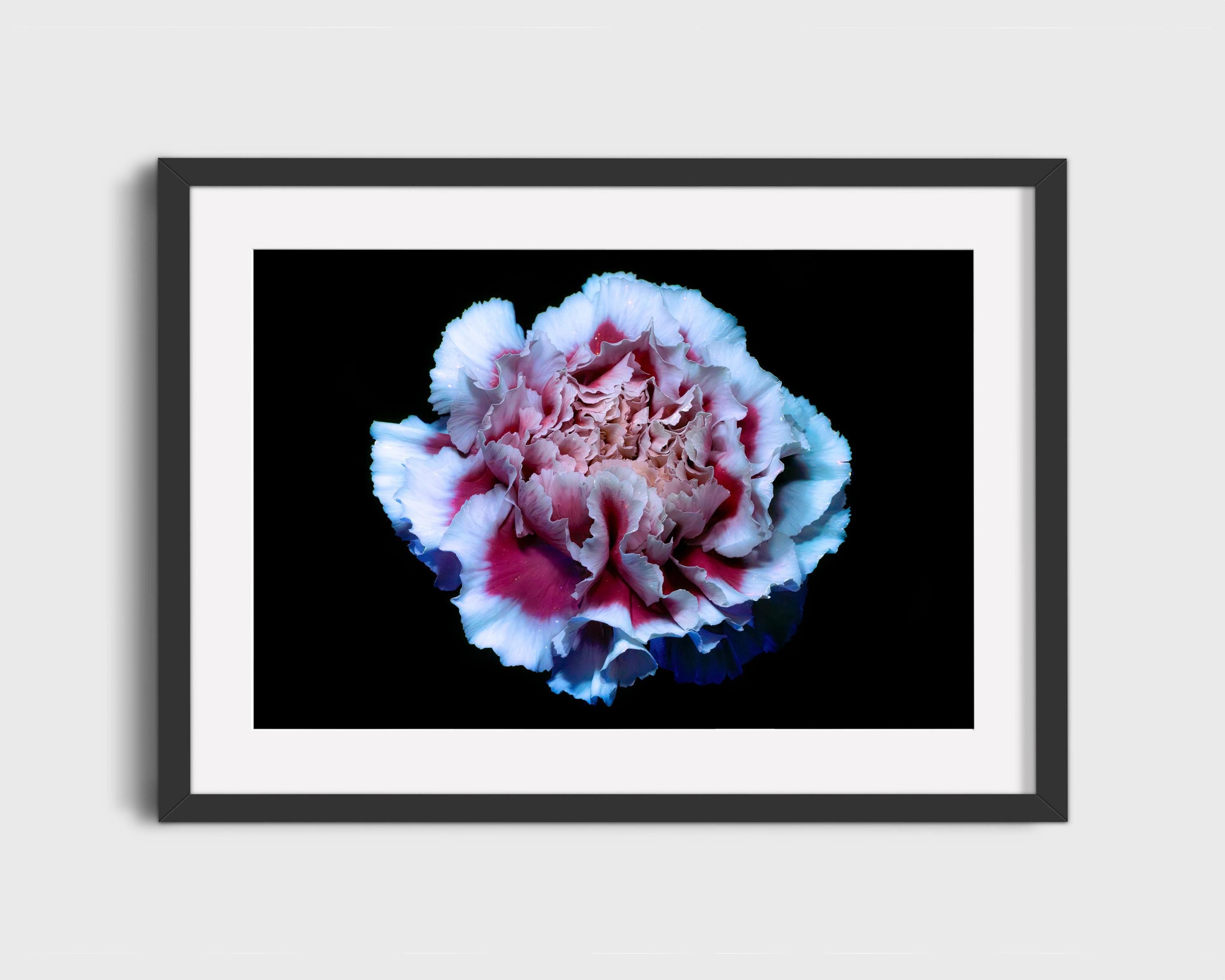 UV Pink and White Carnation