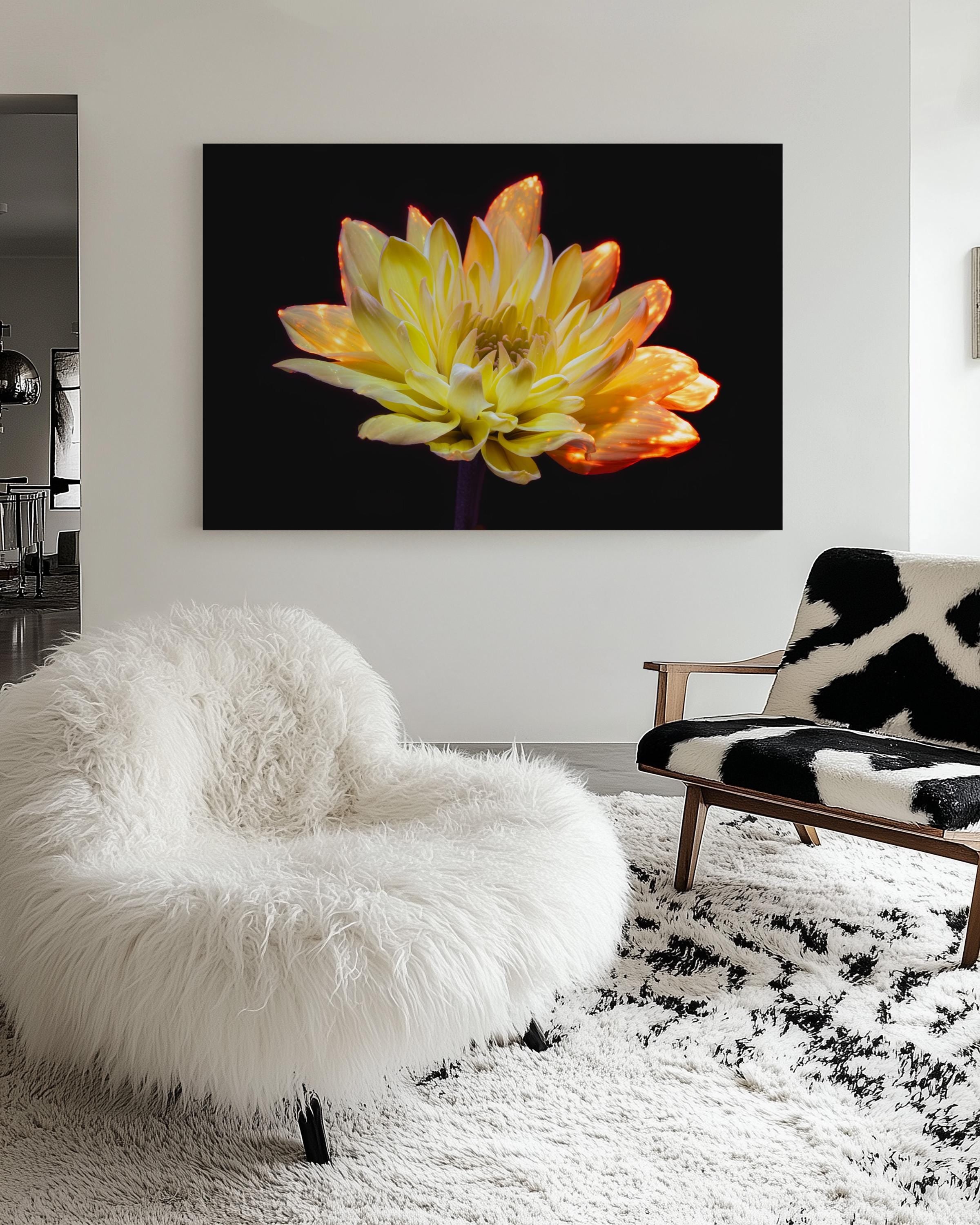 Radiant Yellow Chrysanthemum