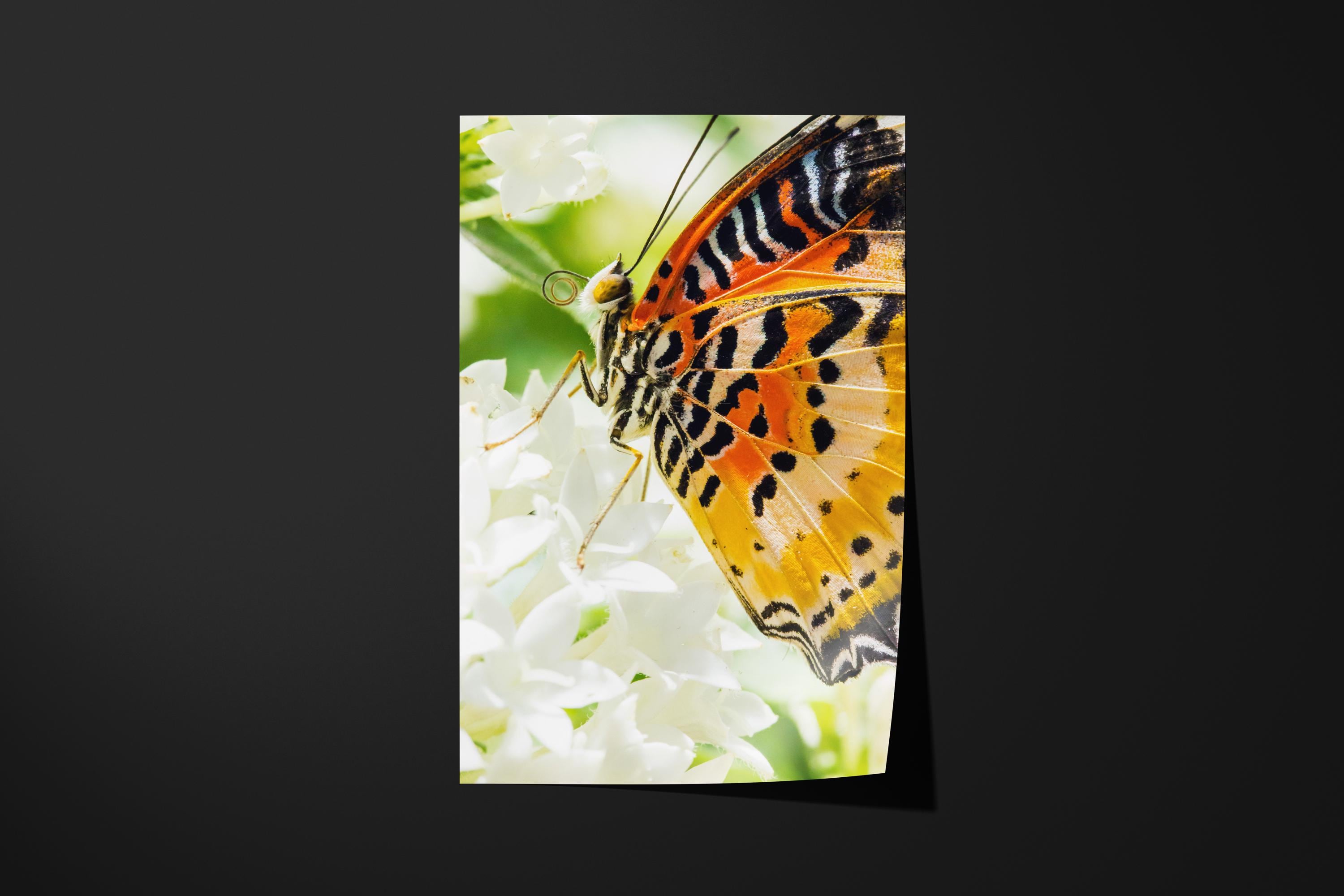 Macro Butterfly
