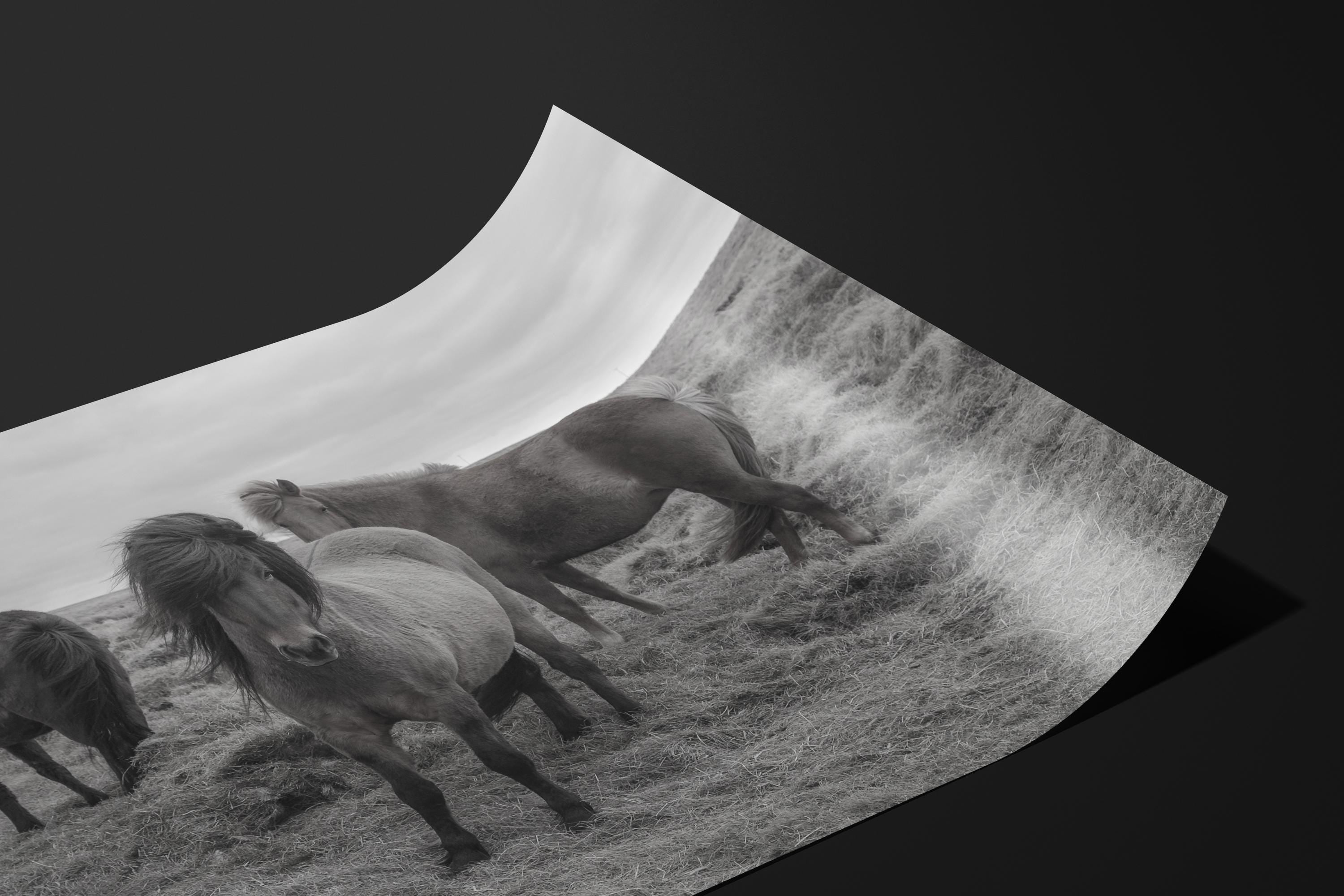 Elegant Icelandic Horse