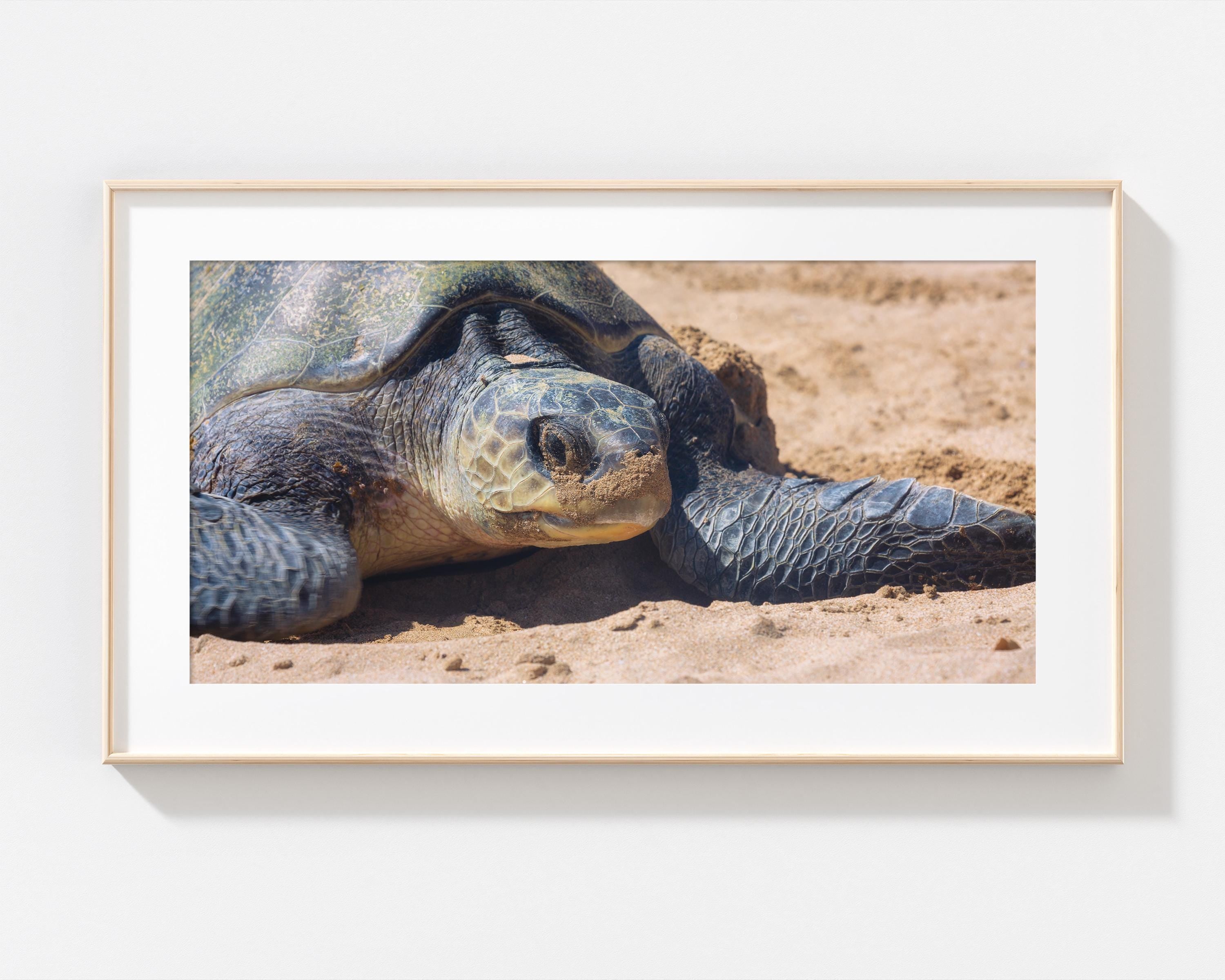 Olive Ridley Sea Turtle