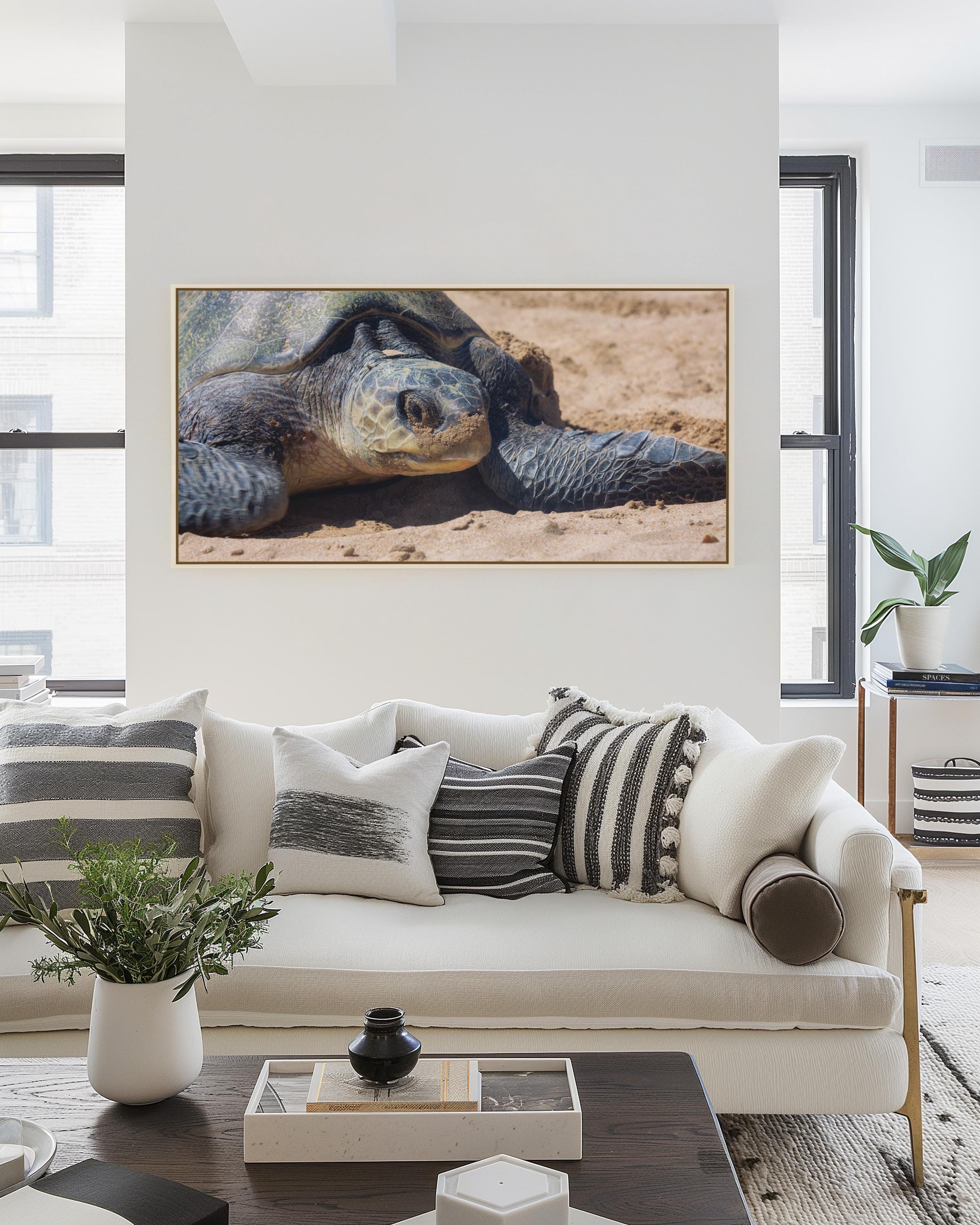 Olive Ridley Sea Turtle