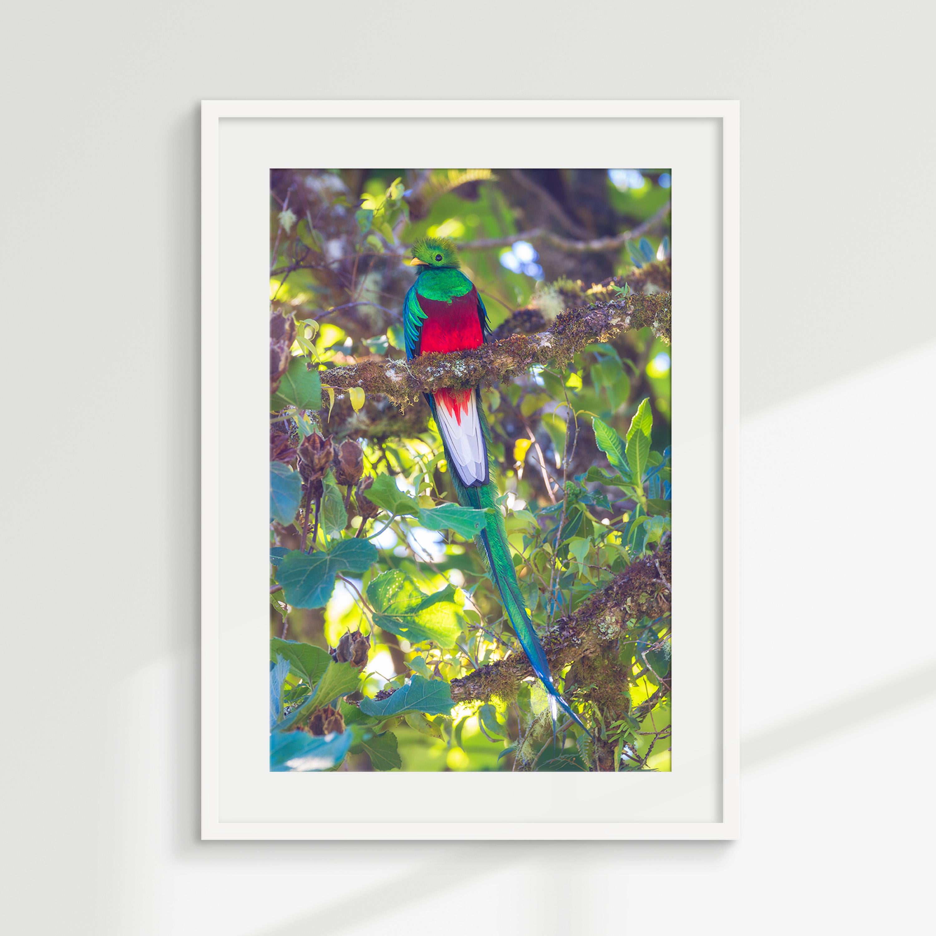 Resplendent Quetzal