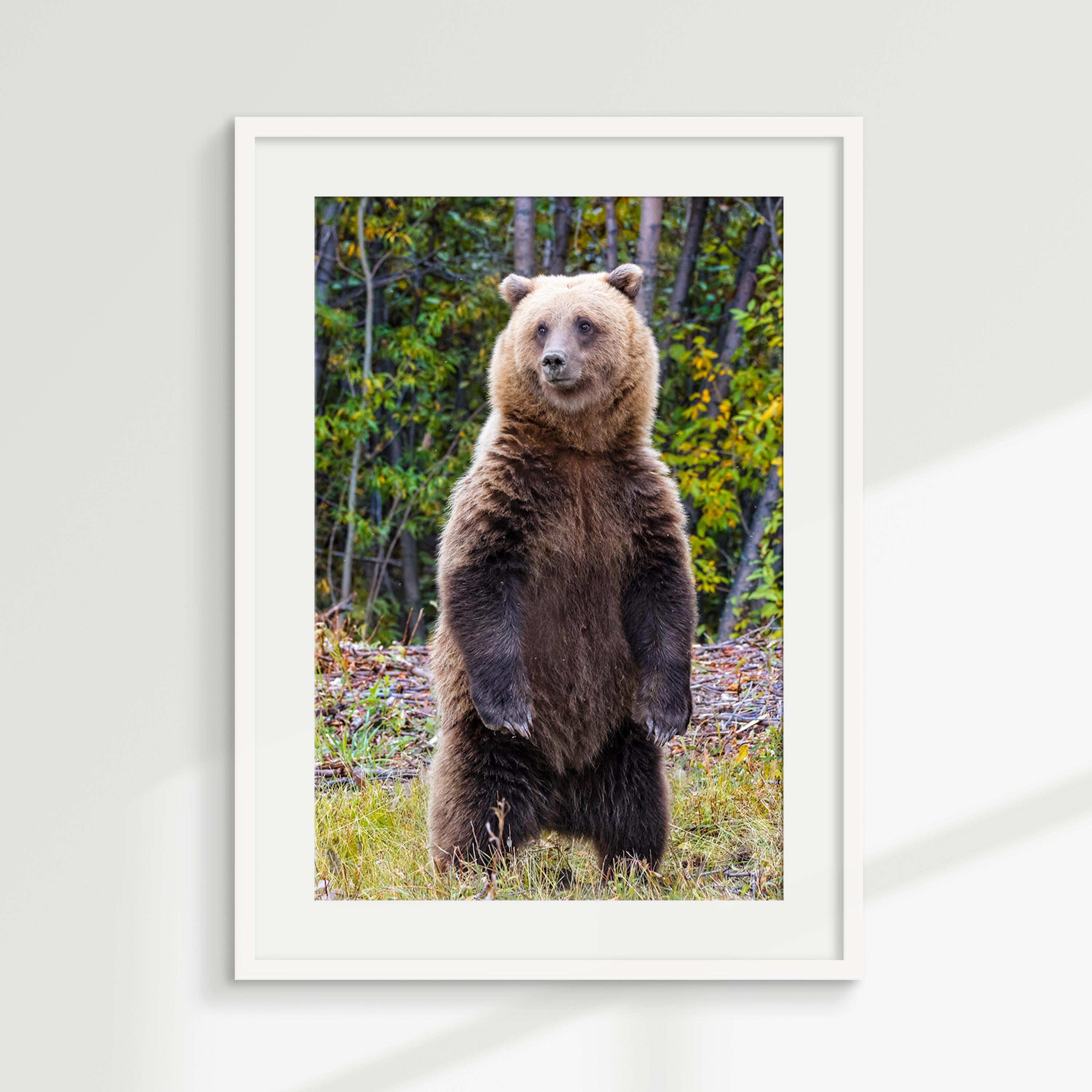 Majestic Grizzly Bear Standing