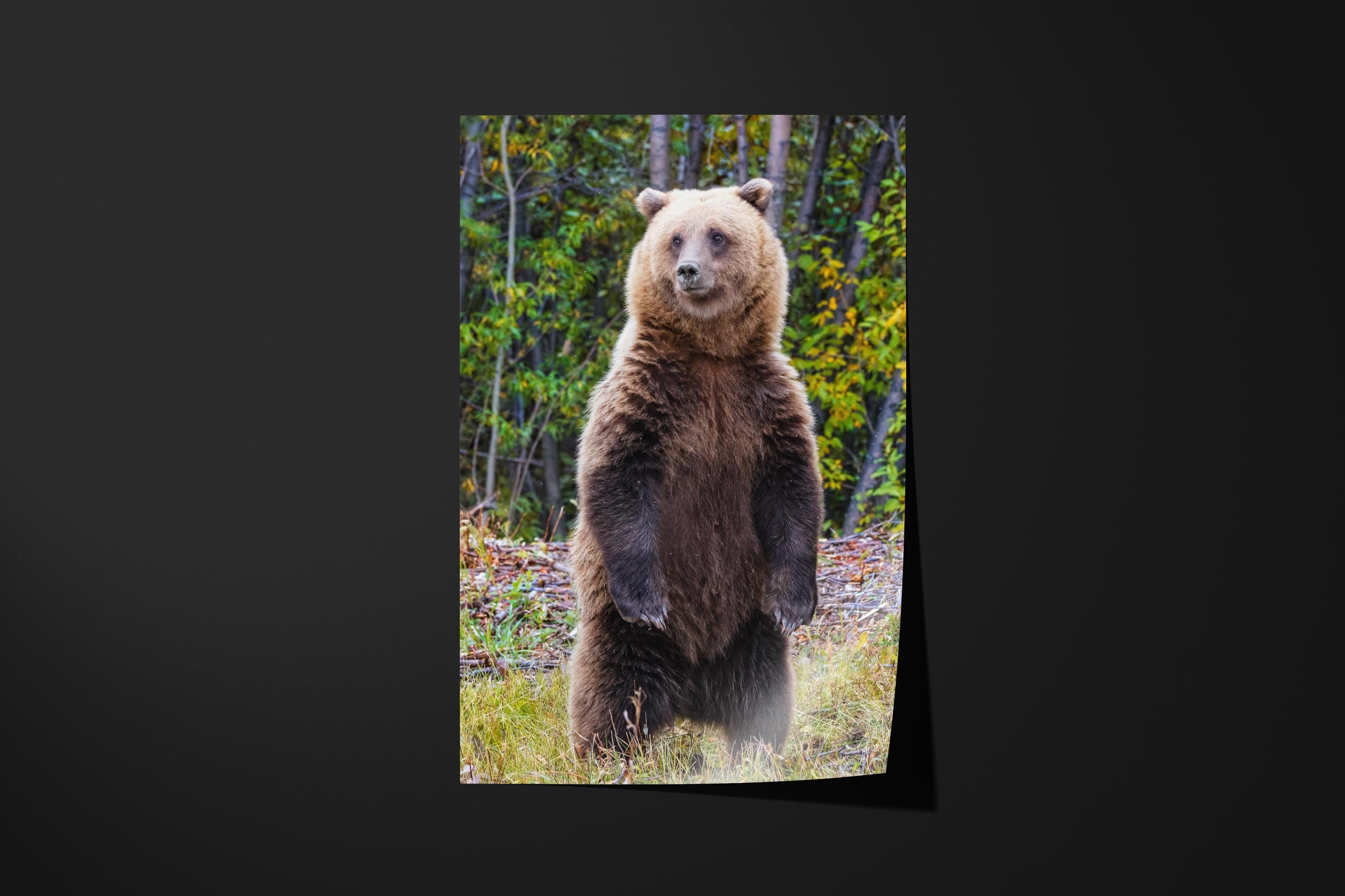 Majestic Grizzly Bear Standing