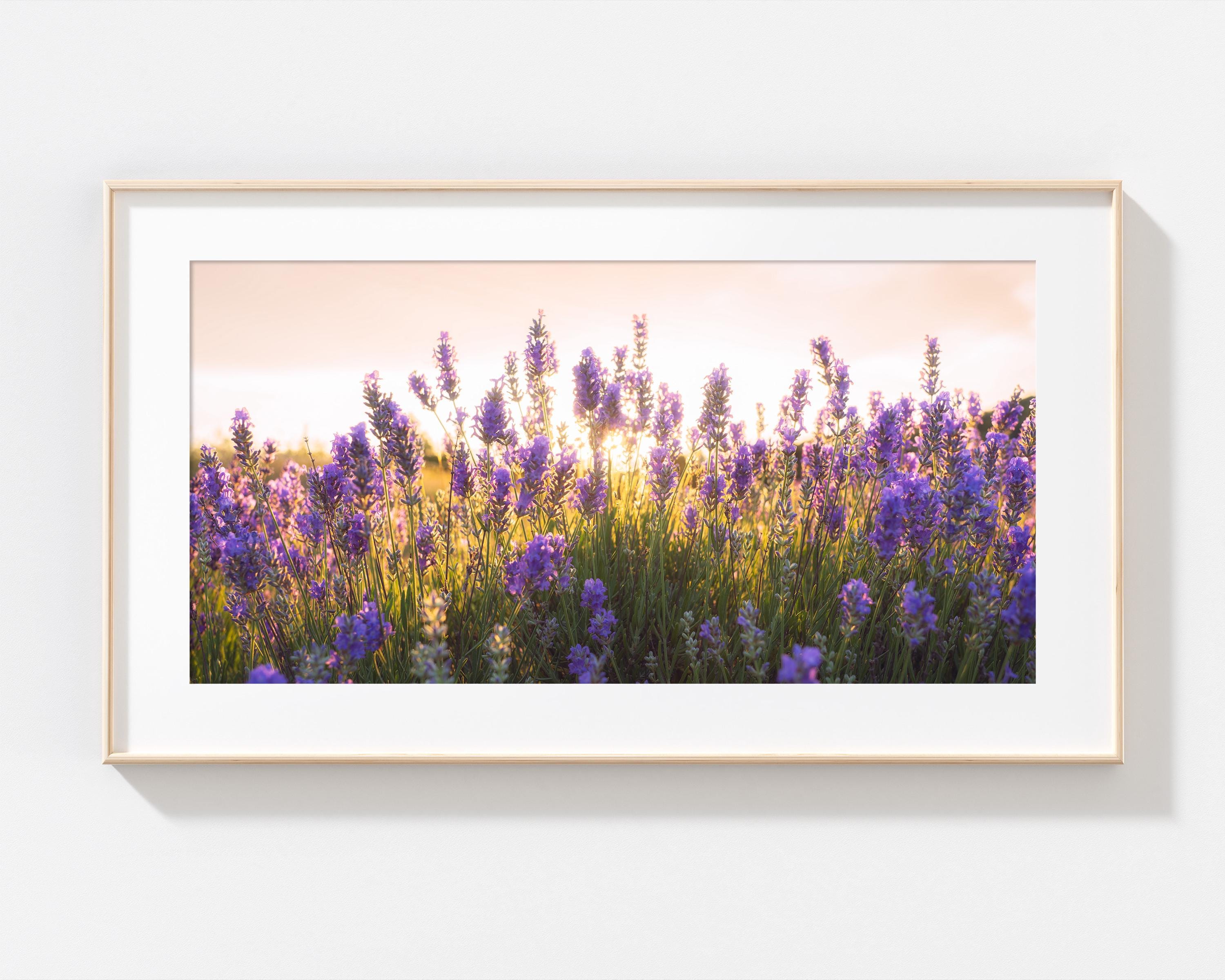 Serene Lavender Field Sunrise