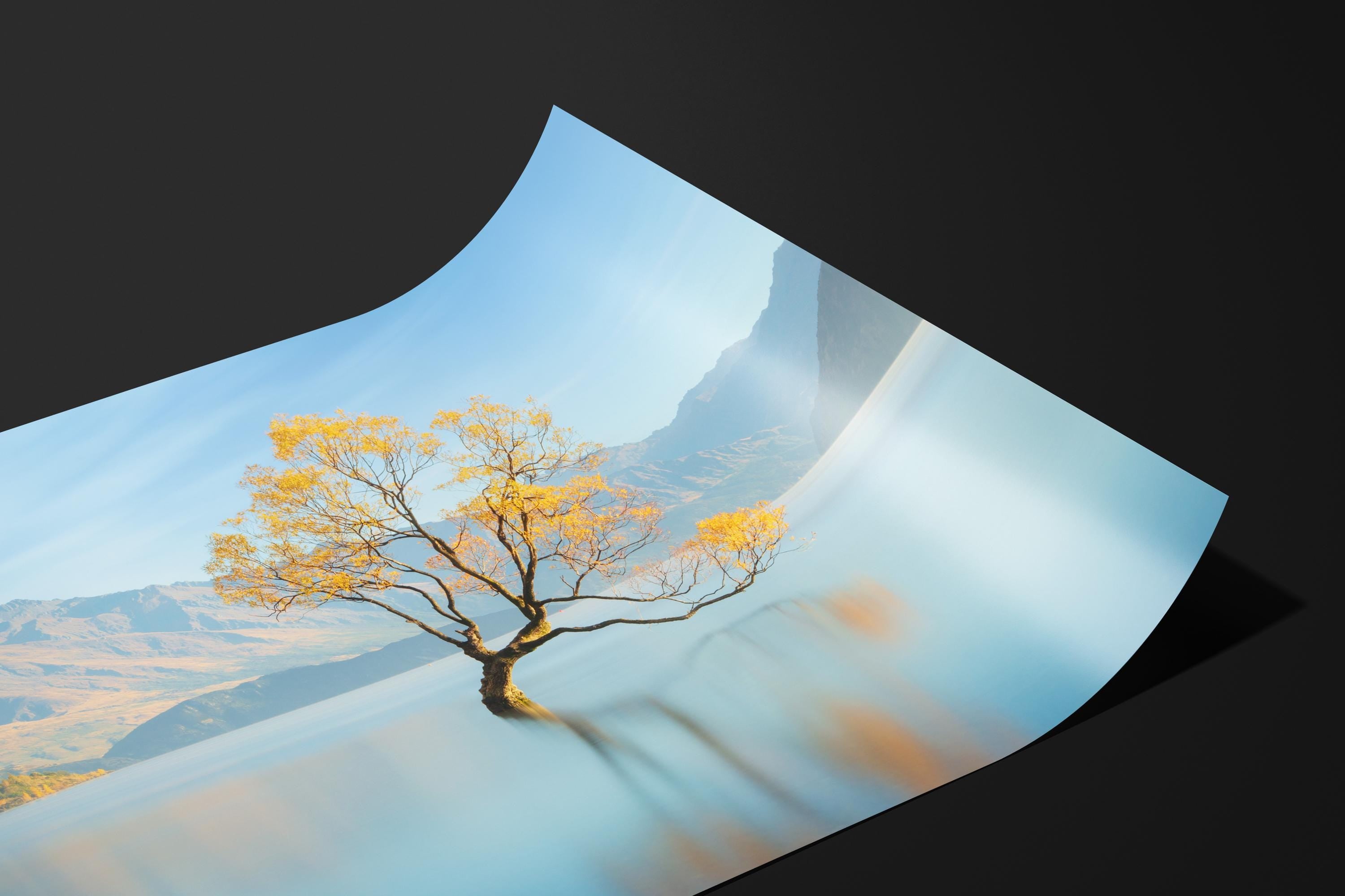 Serene Wanaka Tree