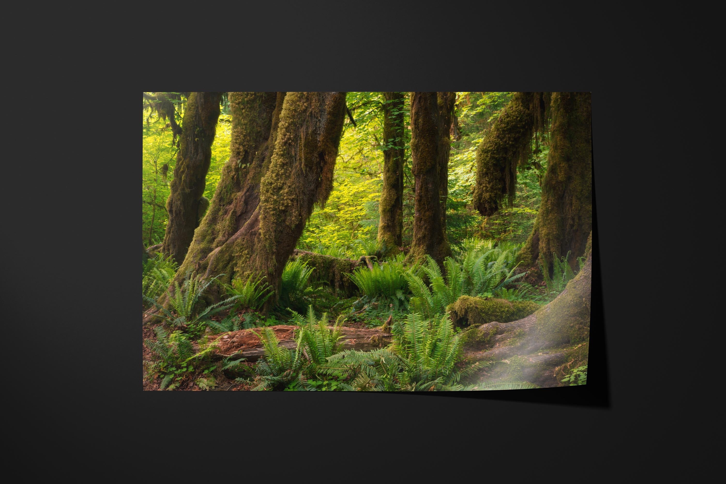 Hall of Mosses Enchanted Forest