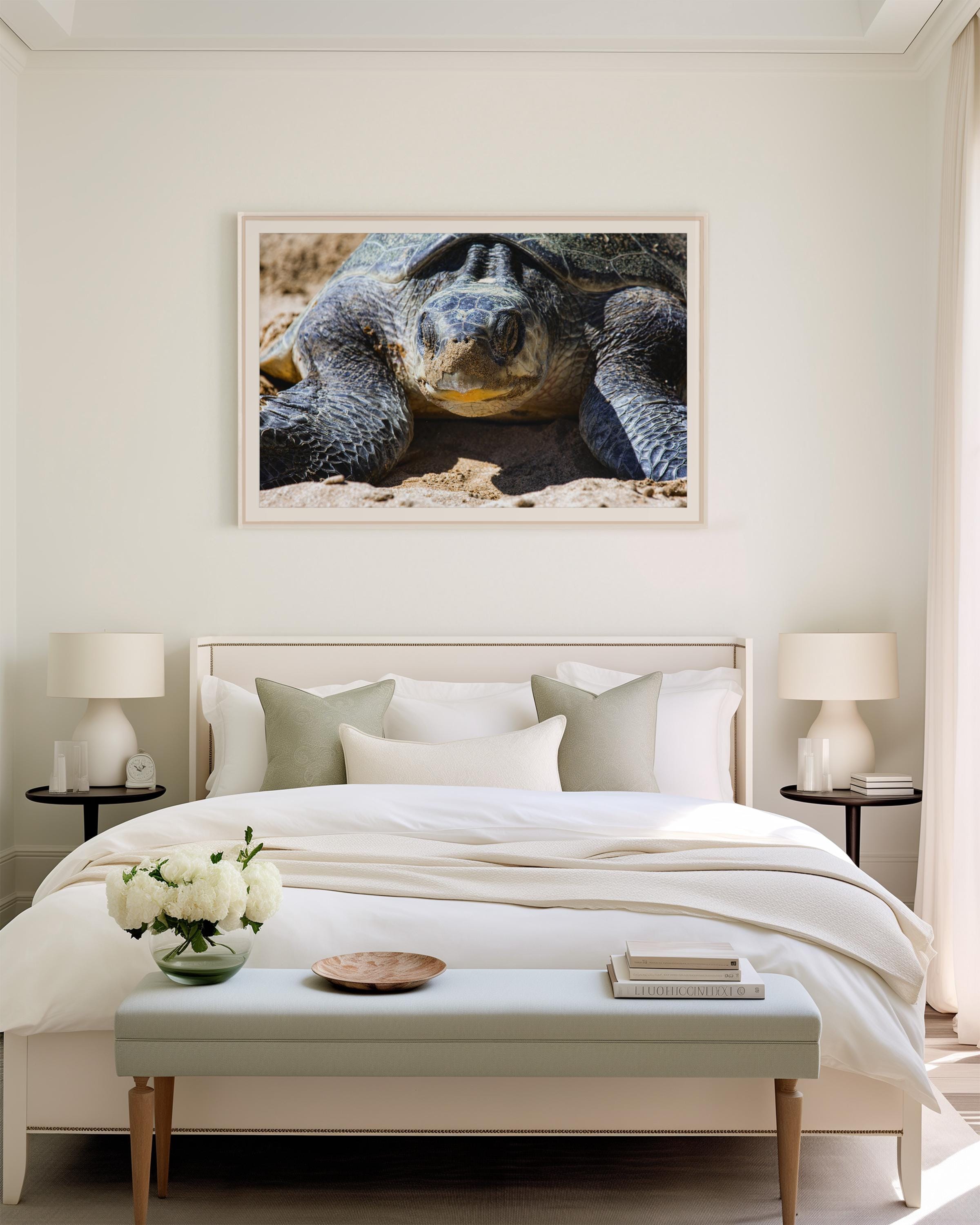 Olive Ridley Sea Turtle