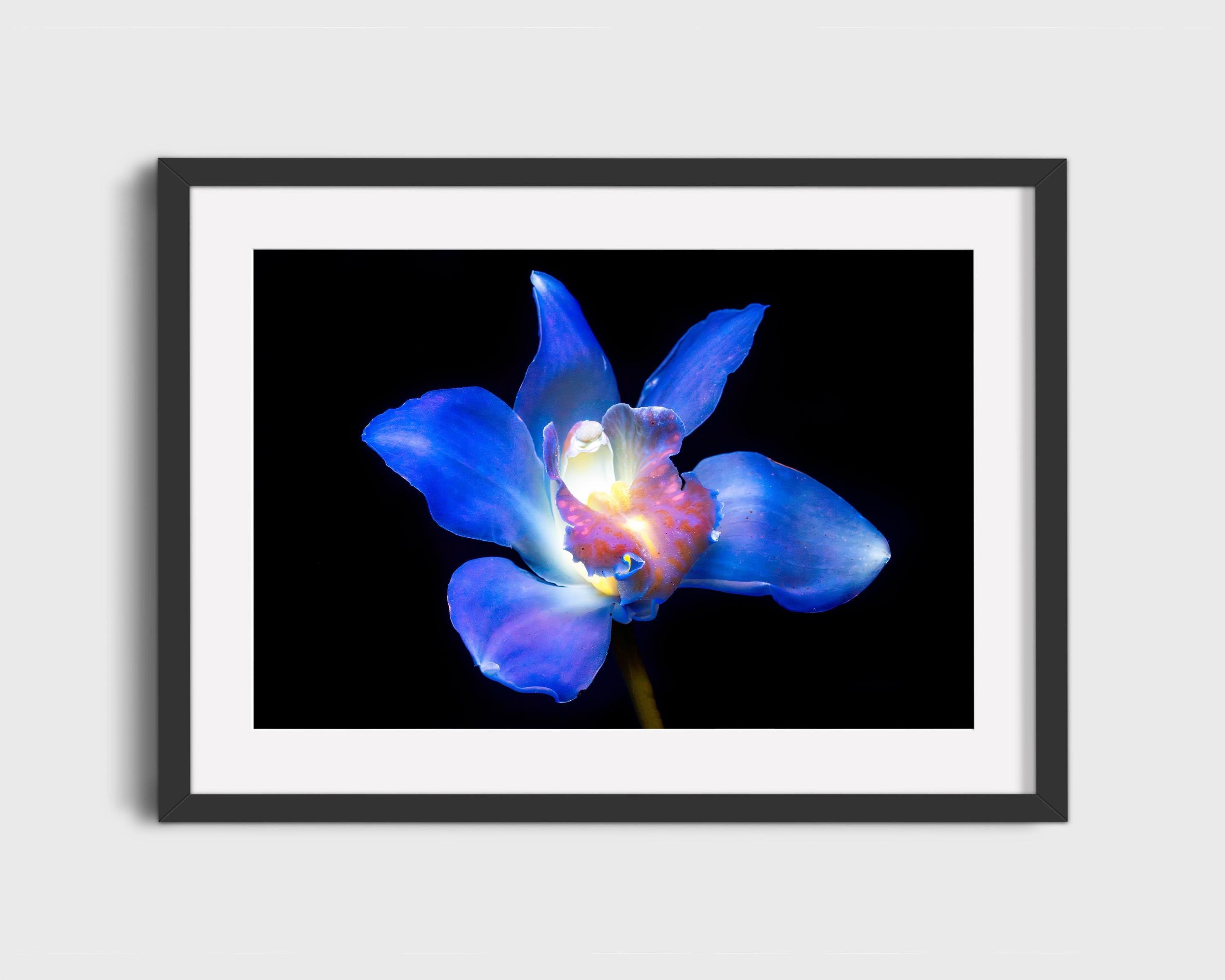 Blue Orchid