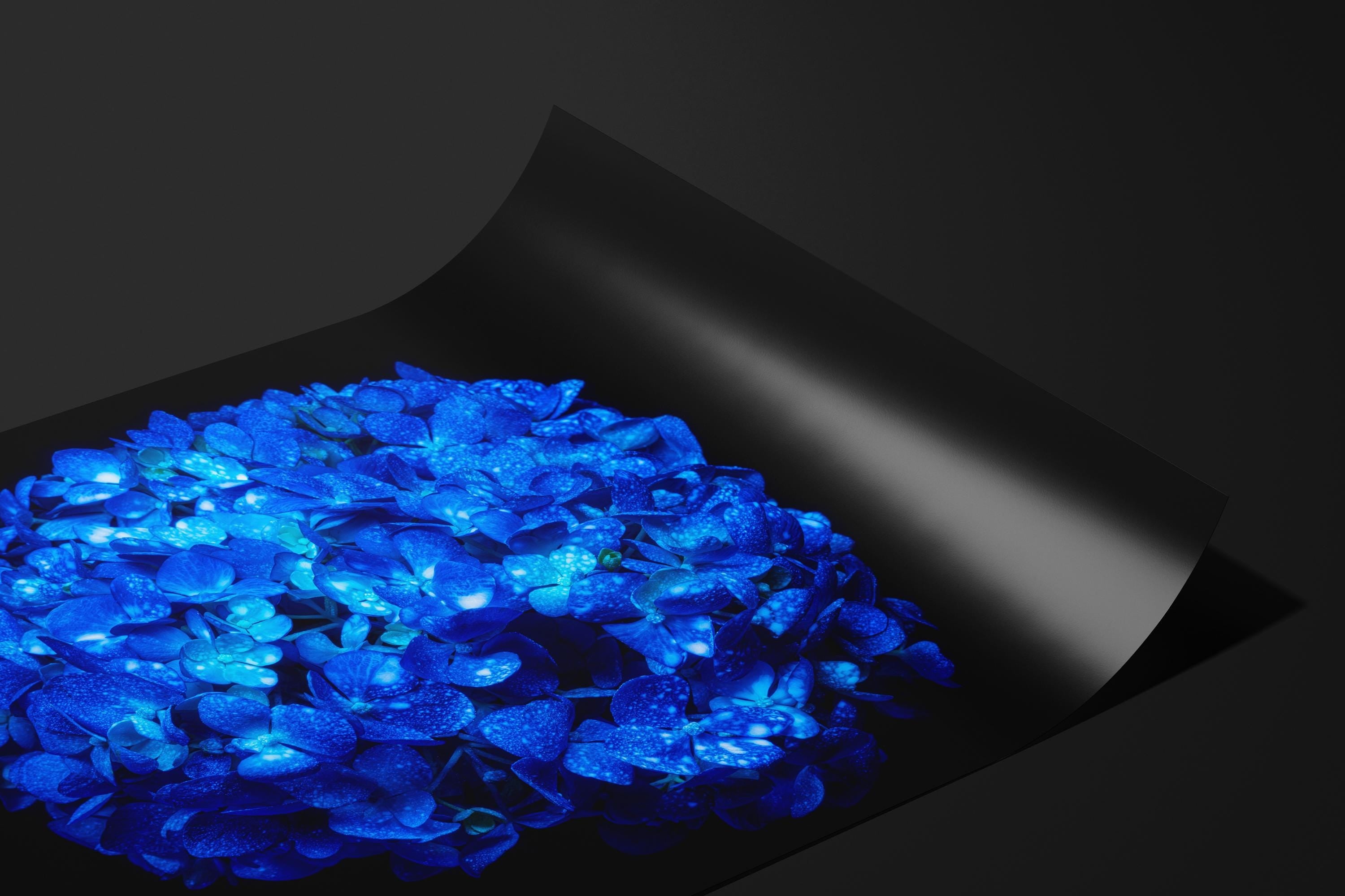 Electric Blue Hydrangea