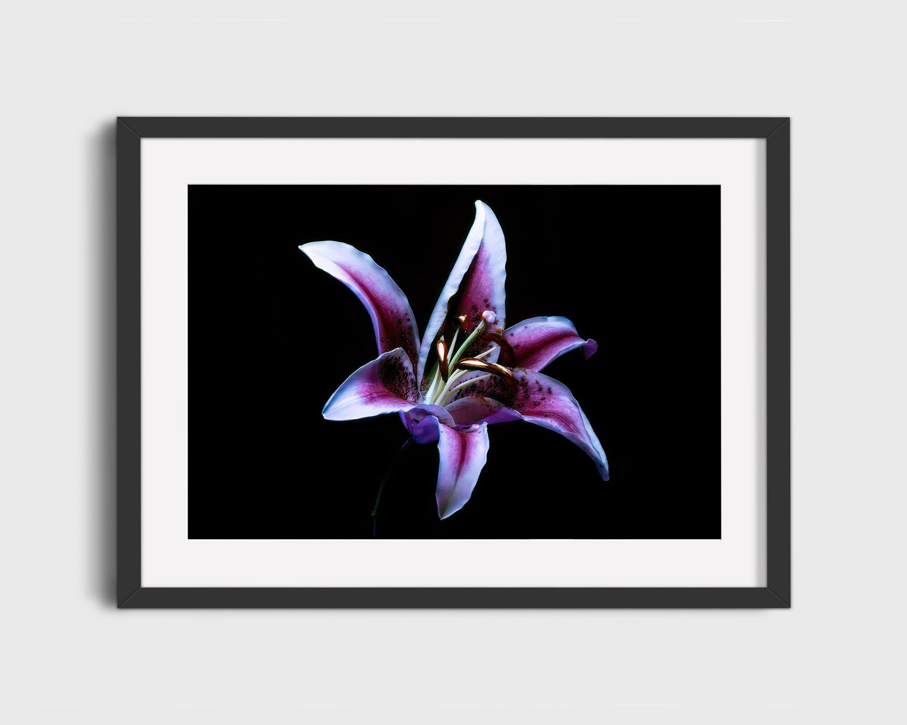 Purple Lily Under UV Light