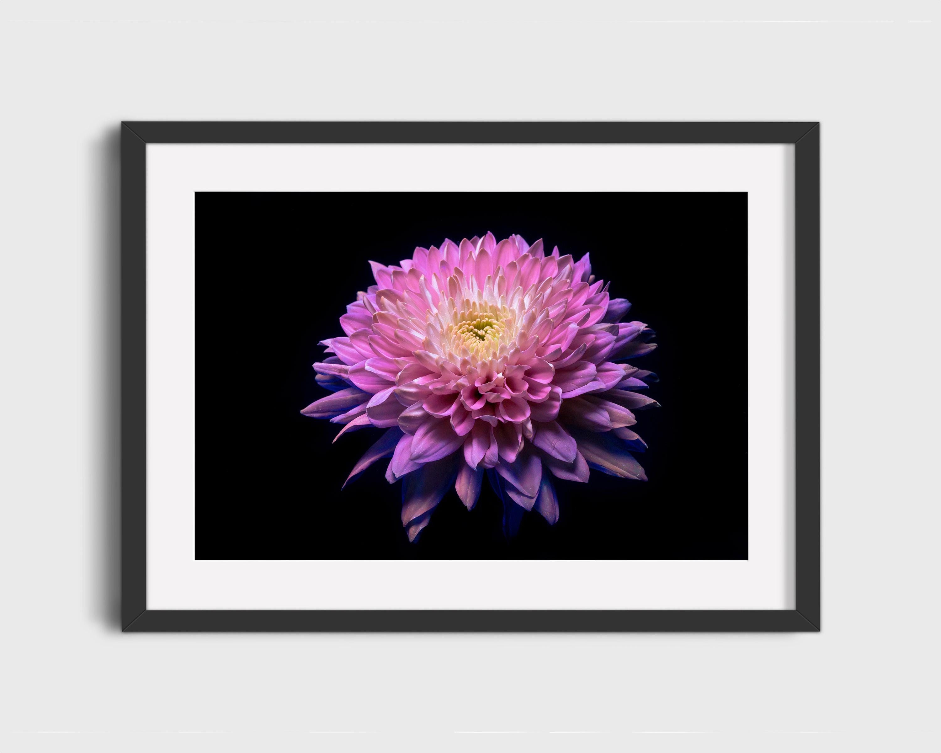 Pink Chrysanthemum Glow