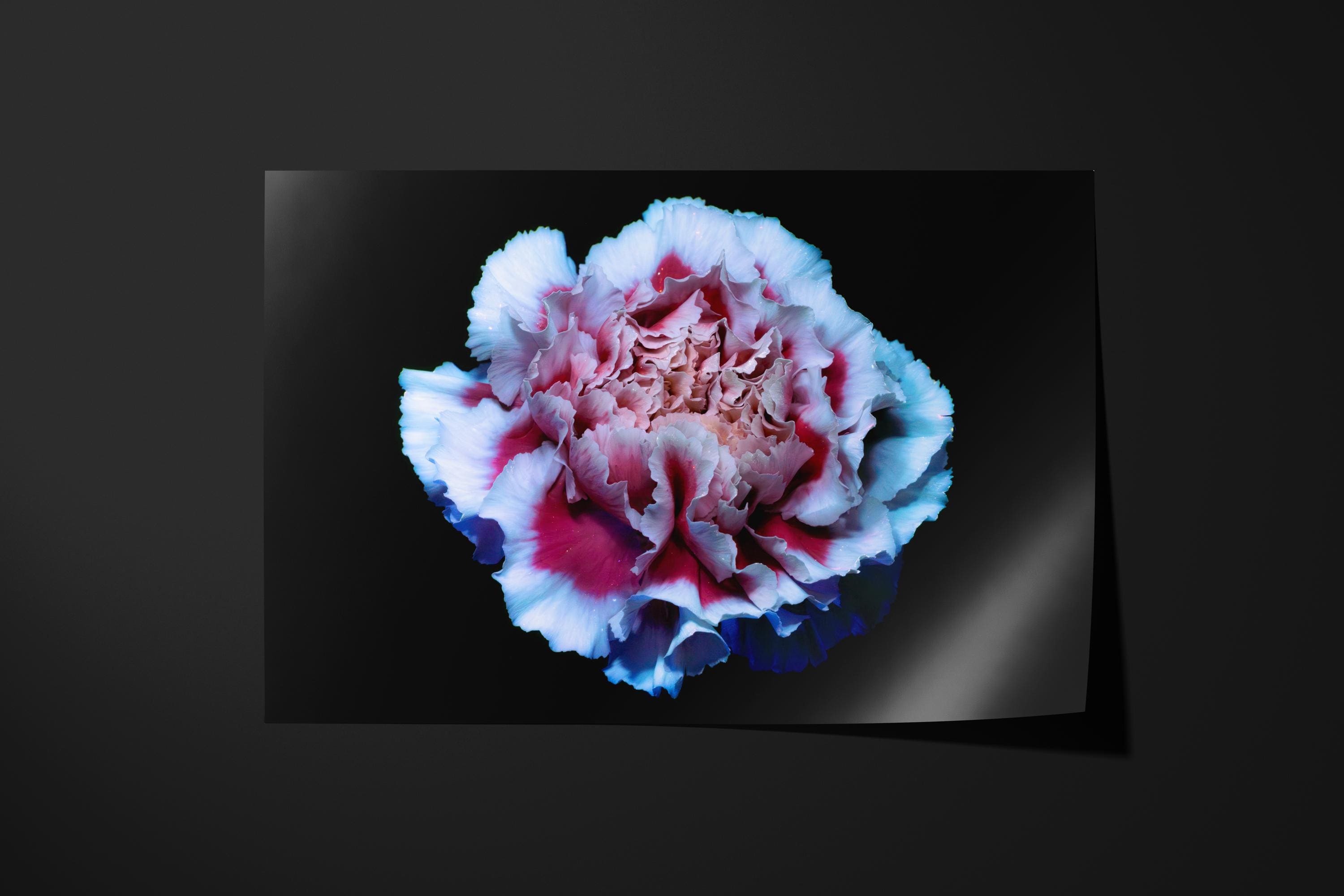 UV Pink and White Carnation