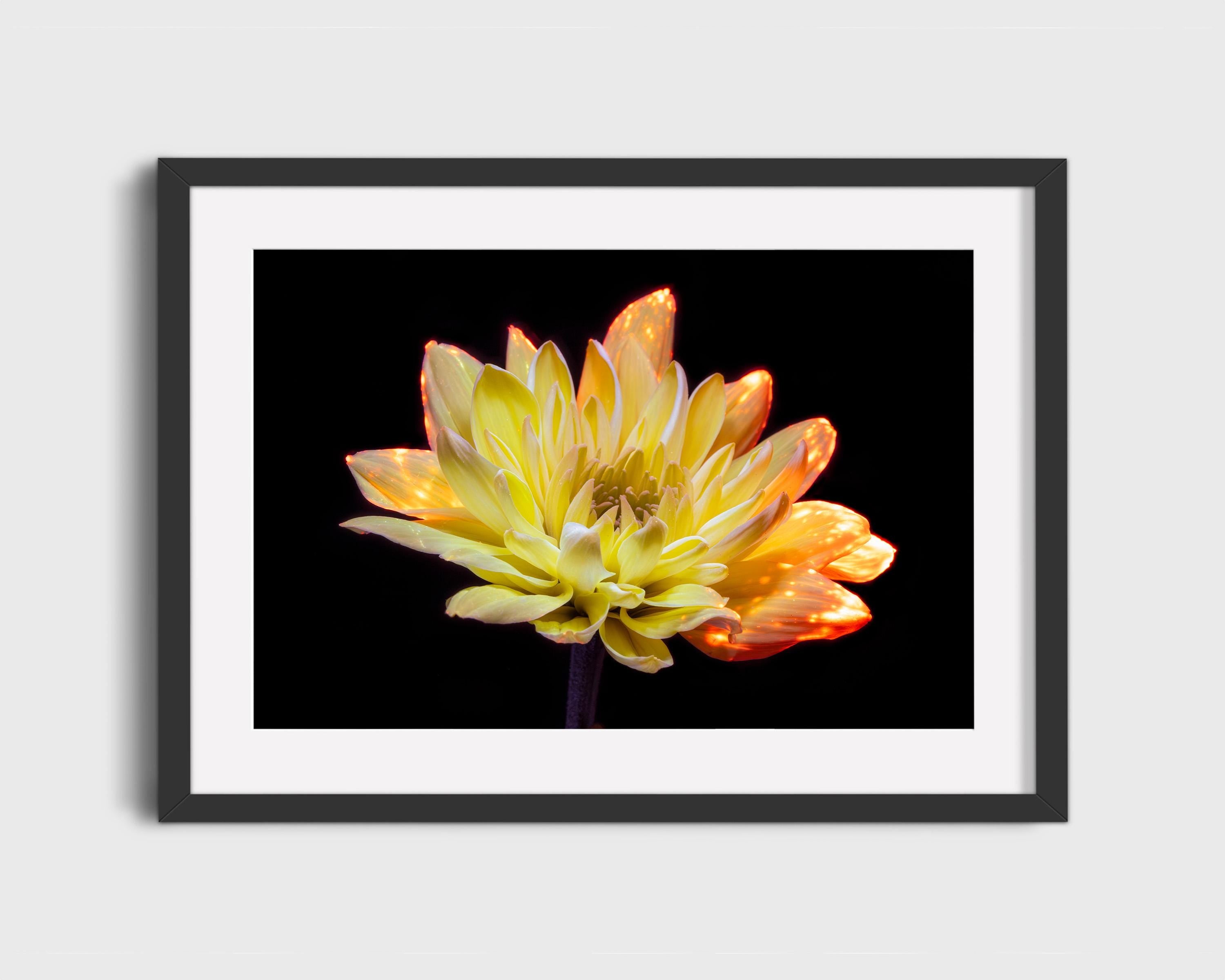 Radiant Yellow Chrysanthemum