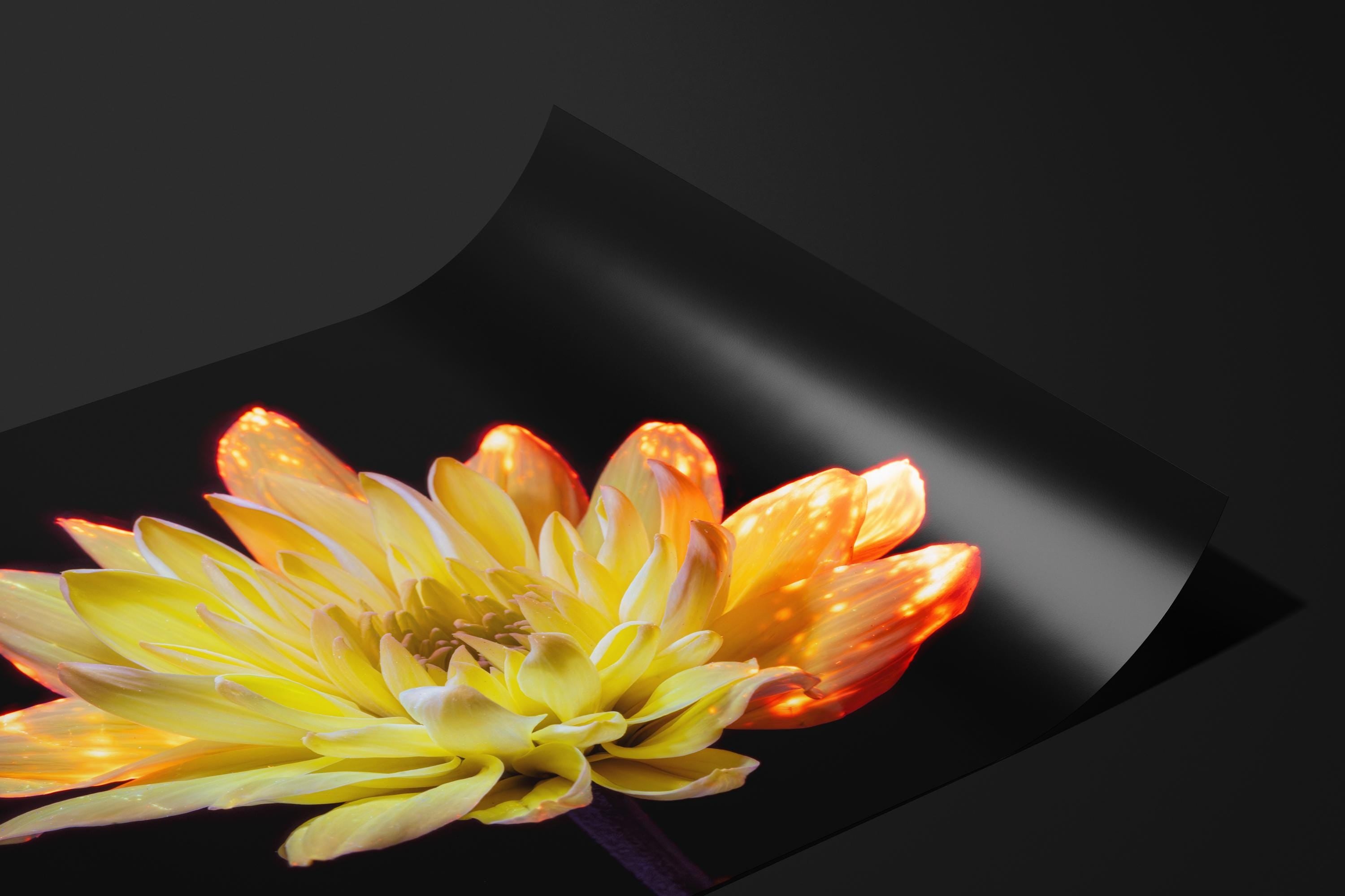 Radiant Yellow Chrysanthemum