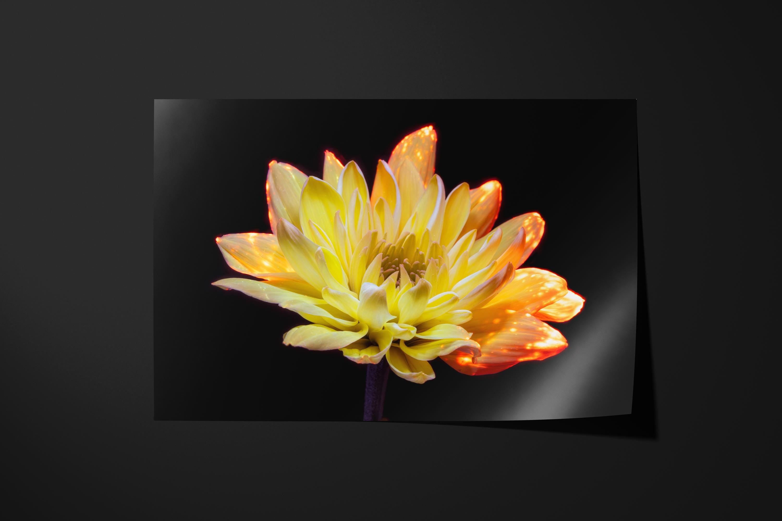 Radiant Yellow Chrysanthemum