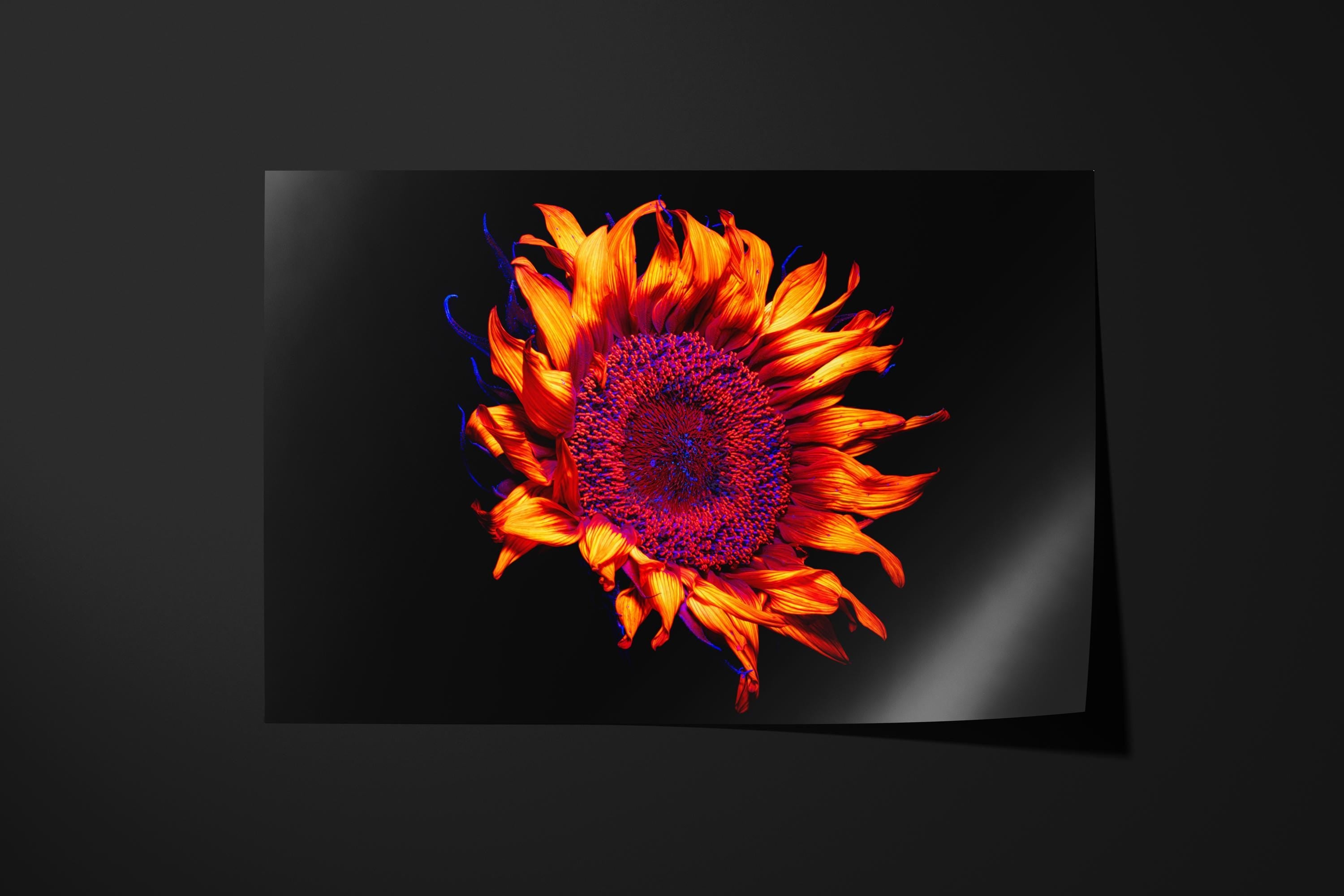 UV Sunflower