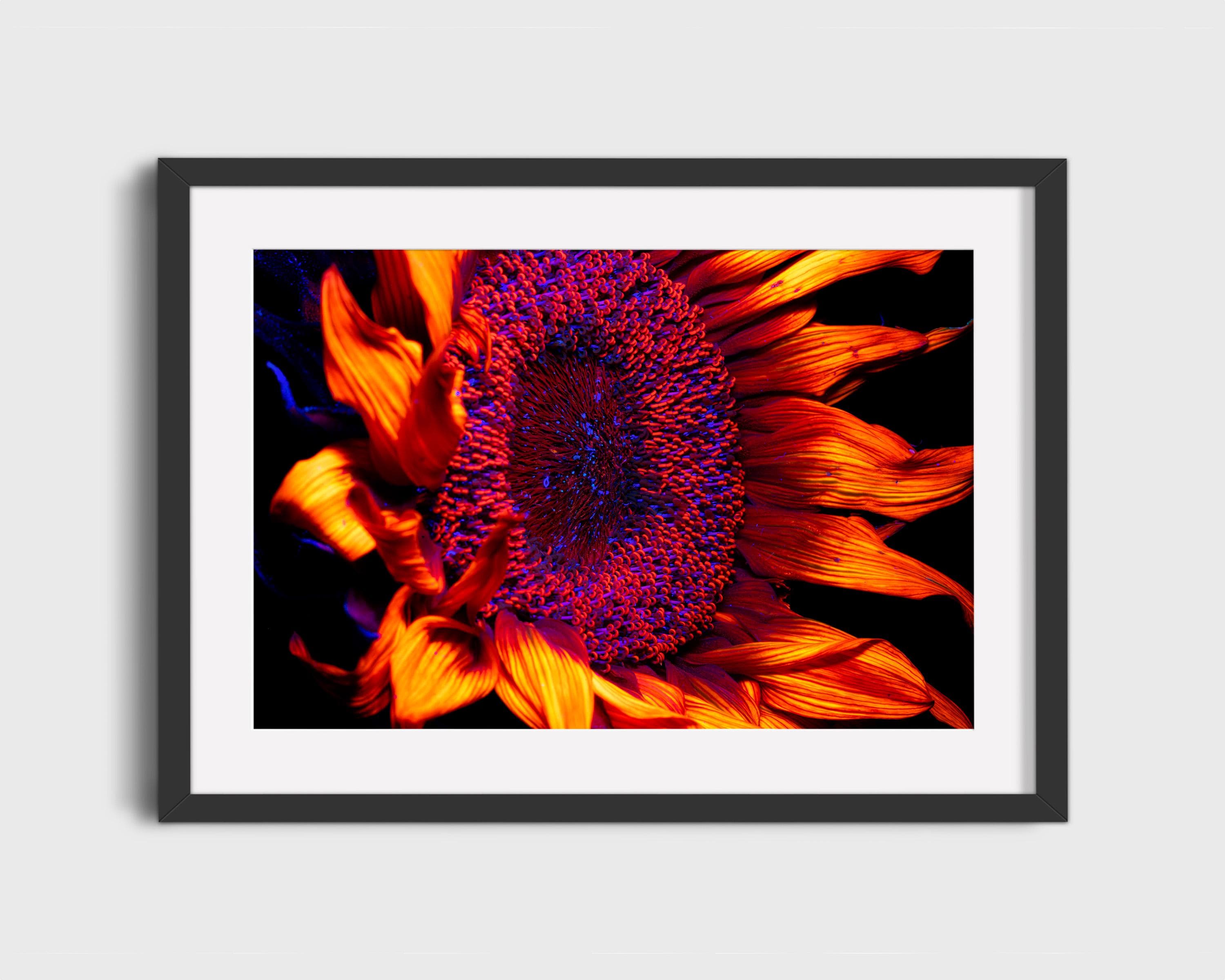 UV Sunflower Close