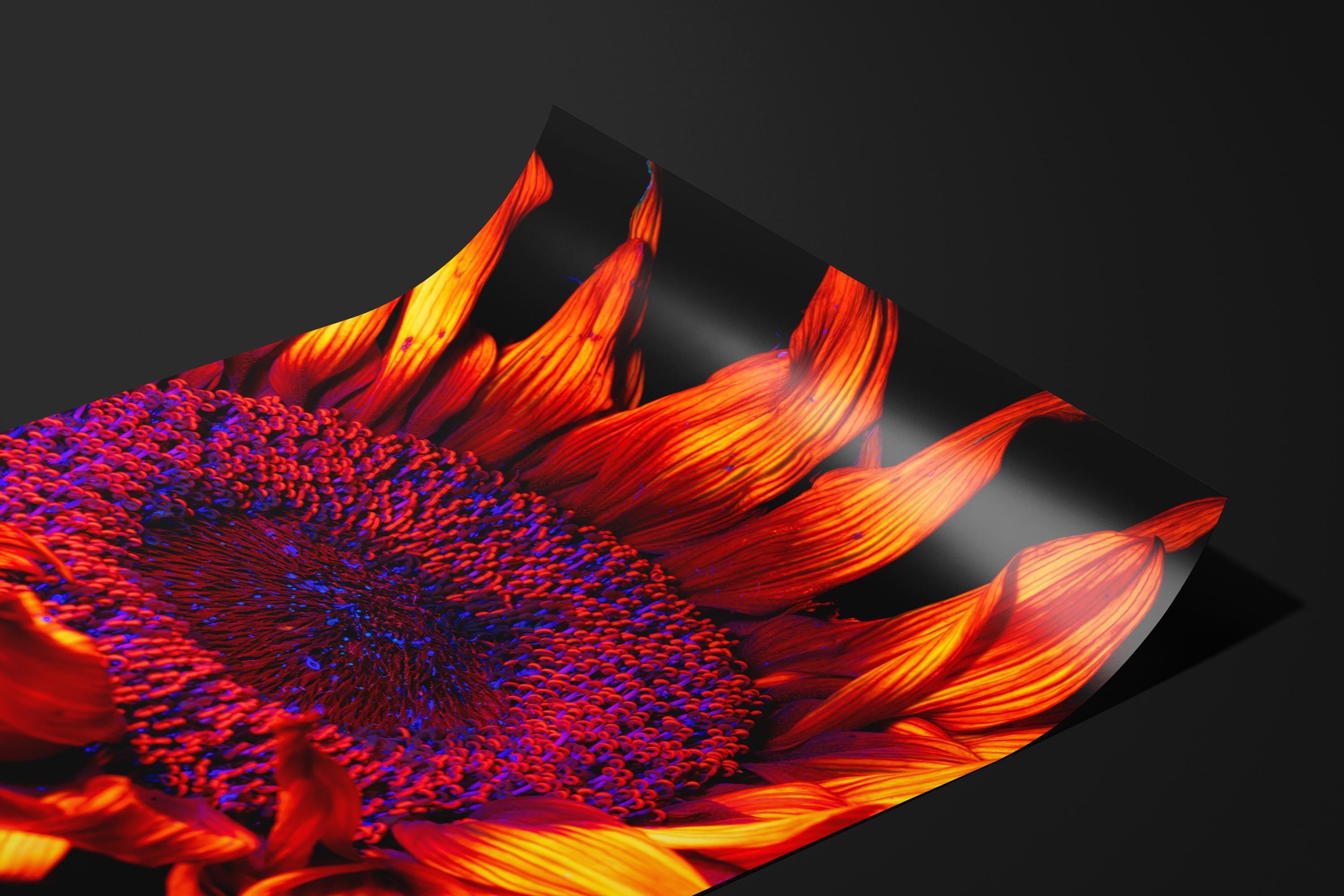UV Sunflower Close