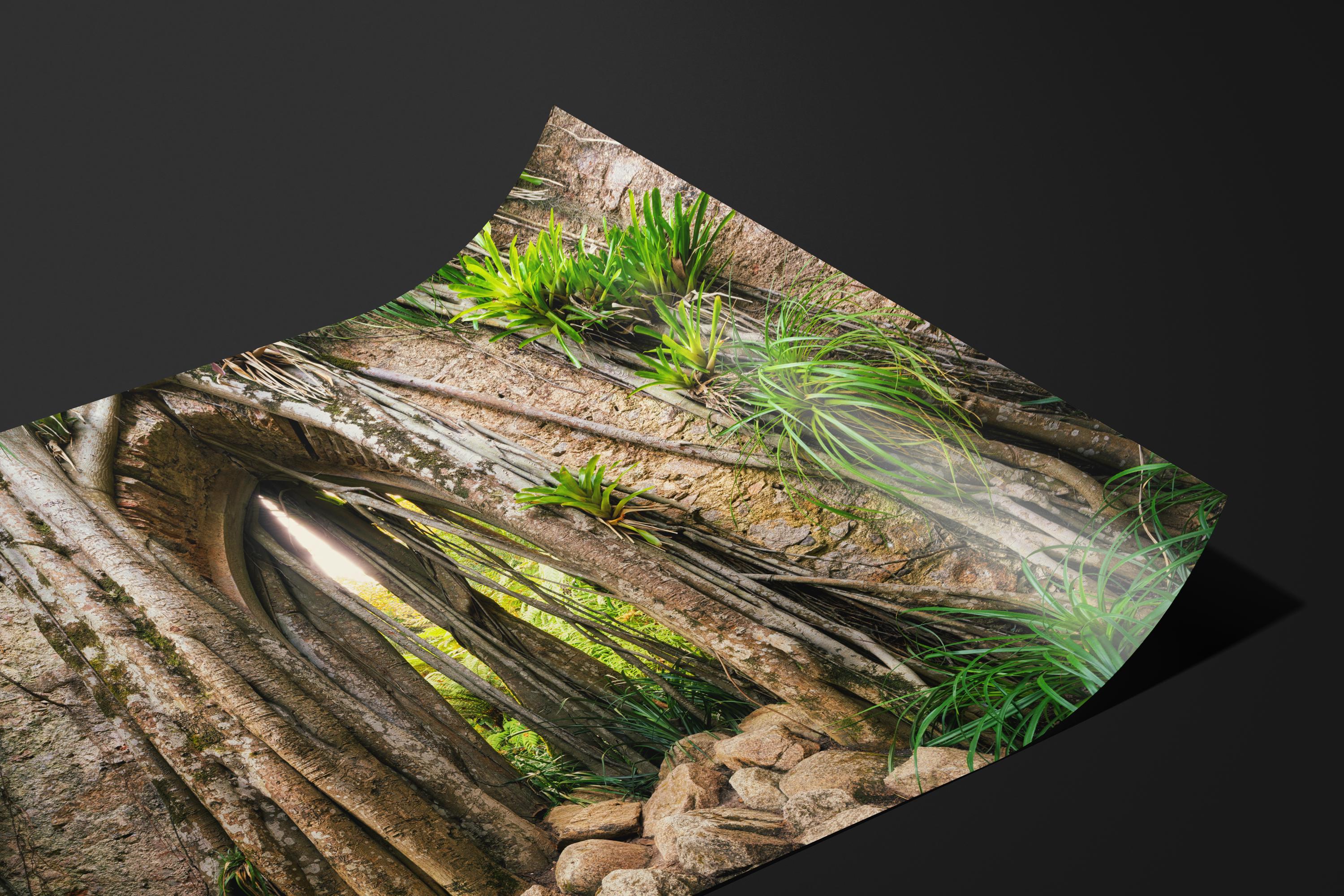 Mystical Forest Archway